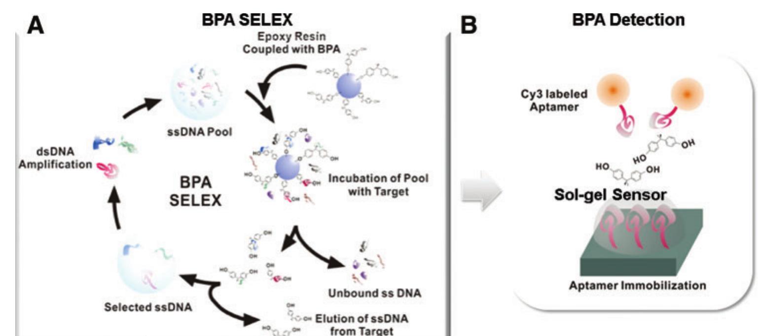 (PDF) Development of Single-Stranded DNA Aptamers for Specific ...