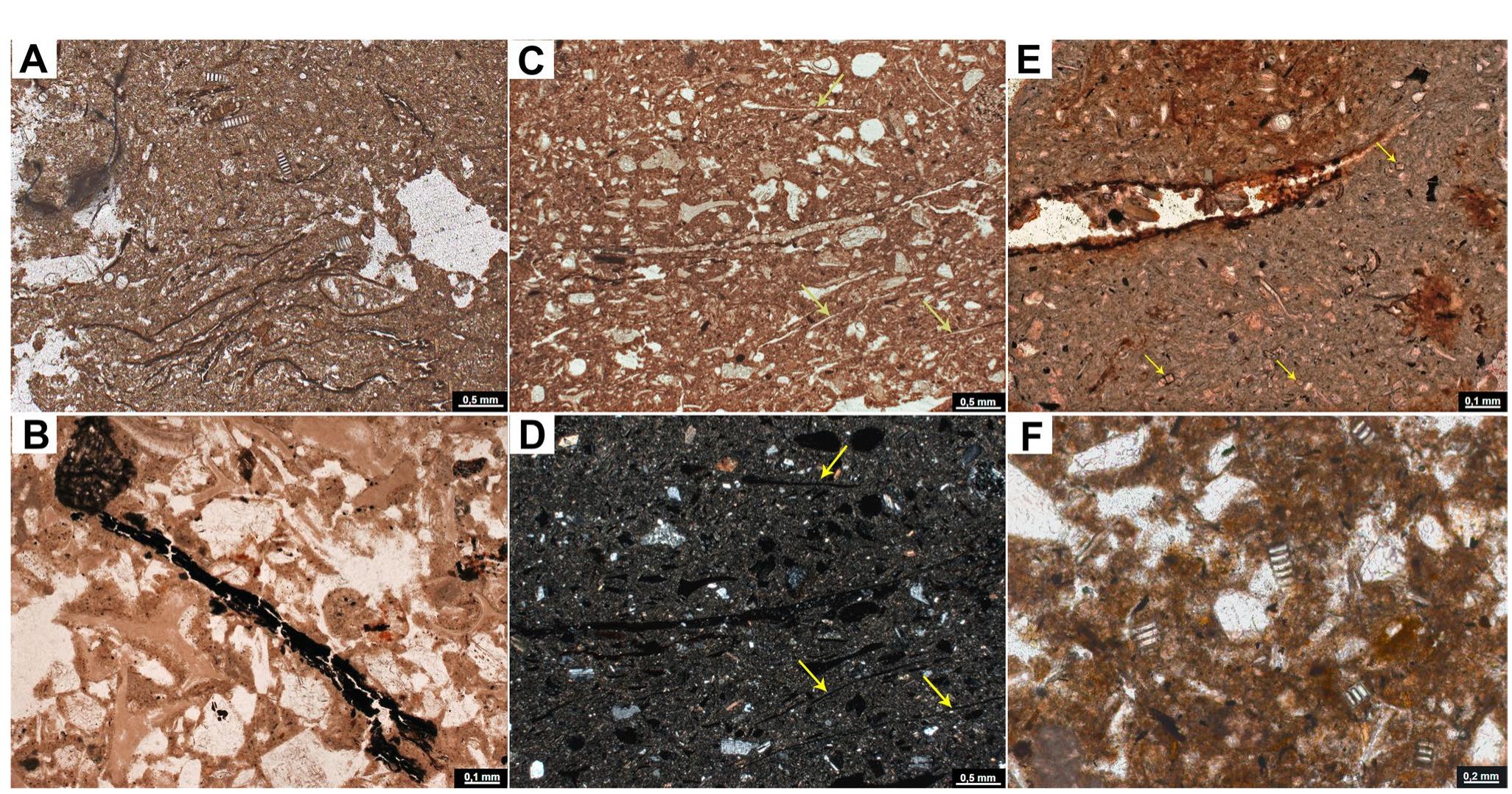 fragments are added as temper to kerpig, and then, the organic mate- rials decompose, leaving behind phytoliths. The vegetal voids (white areas) exhibit horizontal orientation, which indicates that straighten- ing tools such as trowels were used in wall construction, PPL; D same view as C, XPL; E humified organic fragments, similar to those in the wetland deposits, and tubular diatom morphologies (arrows) that are present in the river water, are here present inside an aggregate in kerpig, PPL; F detail of colonial freshwater diatoms (Aulacoseira sp.) that were observed in the construction material  Fig.8 Some of the geogenic, biogenic, and anthropogenic materials described in thin section: A detail of natural humified organic mate- rial. Sediment representing the Late Glacial deposits was sampled from the core, PPL; B detail of a fragment of humified organic matter similar to that pictured in (A) but in the construction material. Sand- sized fragments of volcanic glass are dominant in kerpi¢ samples with humified organic matter indicating that the plant fragments were mixed with kerpi¢ soil naturally, PPL; C the majority of the voids (arrows) are vegetal in form. These types of voids form after plant 