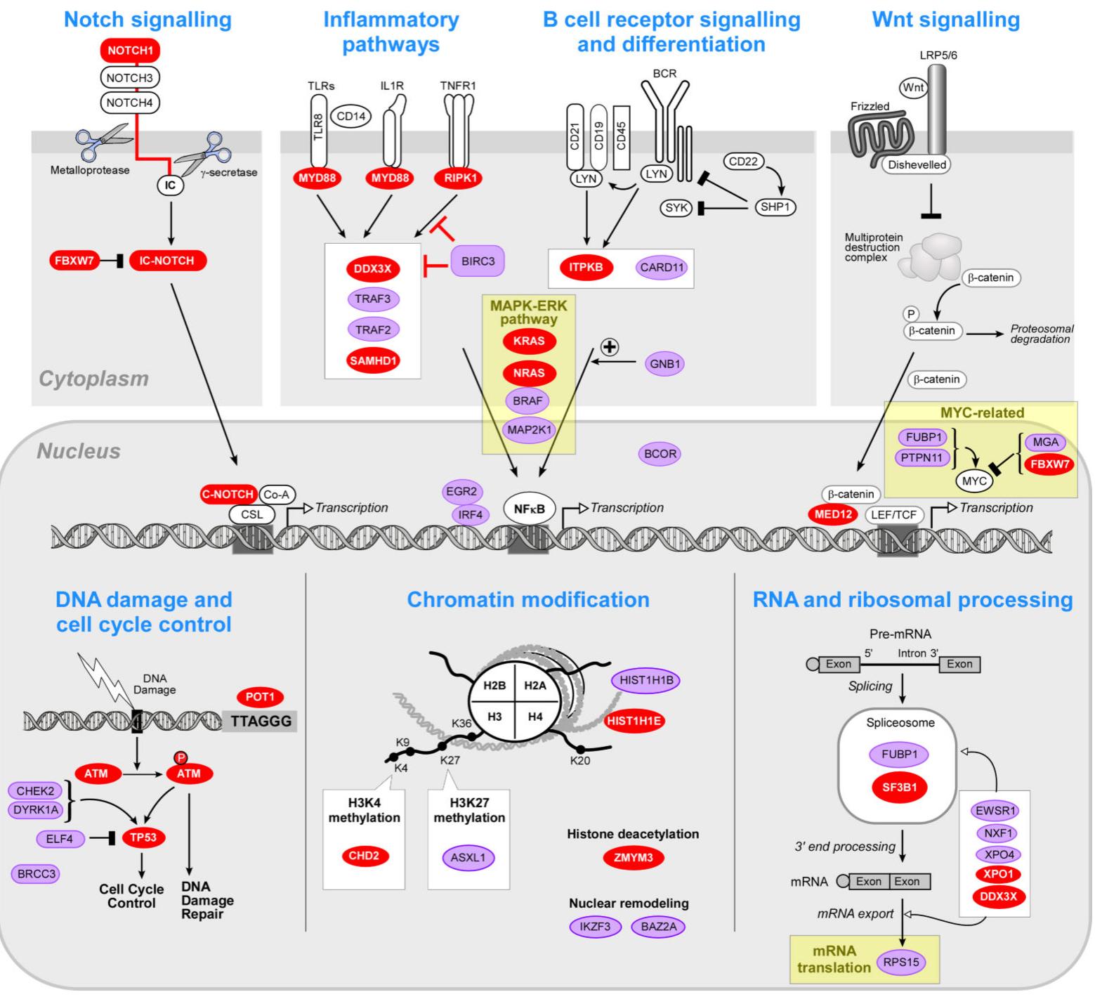 (PDF) Mutations driving CLL and their evolution in progression and relapse