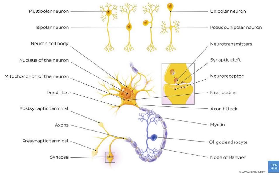 Basic structure of a cerebral neuron [license: kenhub]