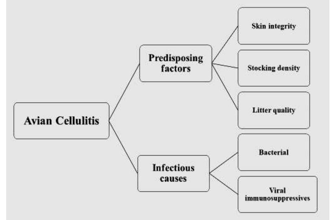(PDF) Avian cellulitis: a skin affection associated with economic ...