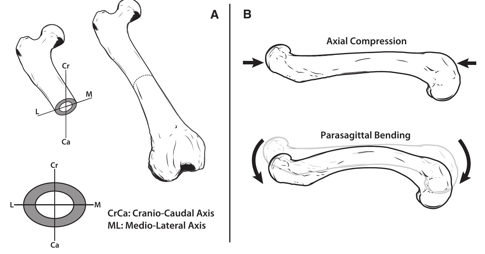 (PDF) Functional Morphology and Morphological Diversification of Hind ...