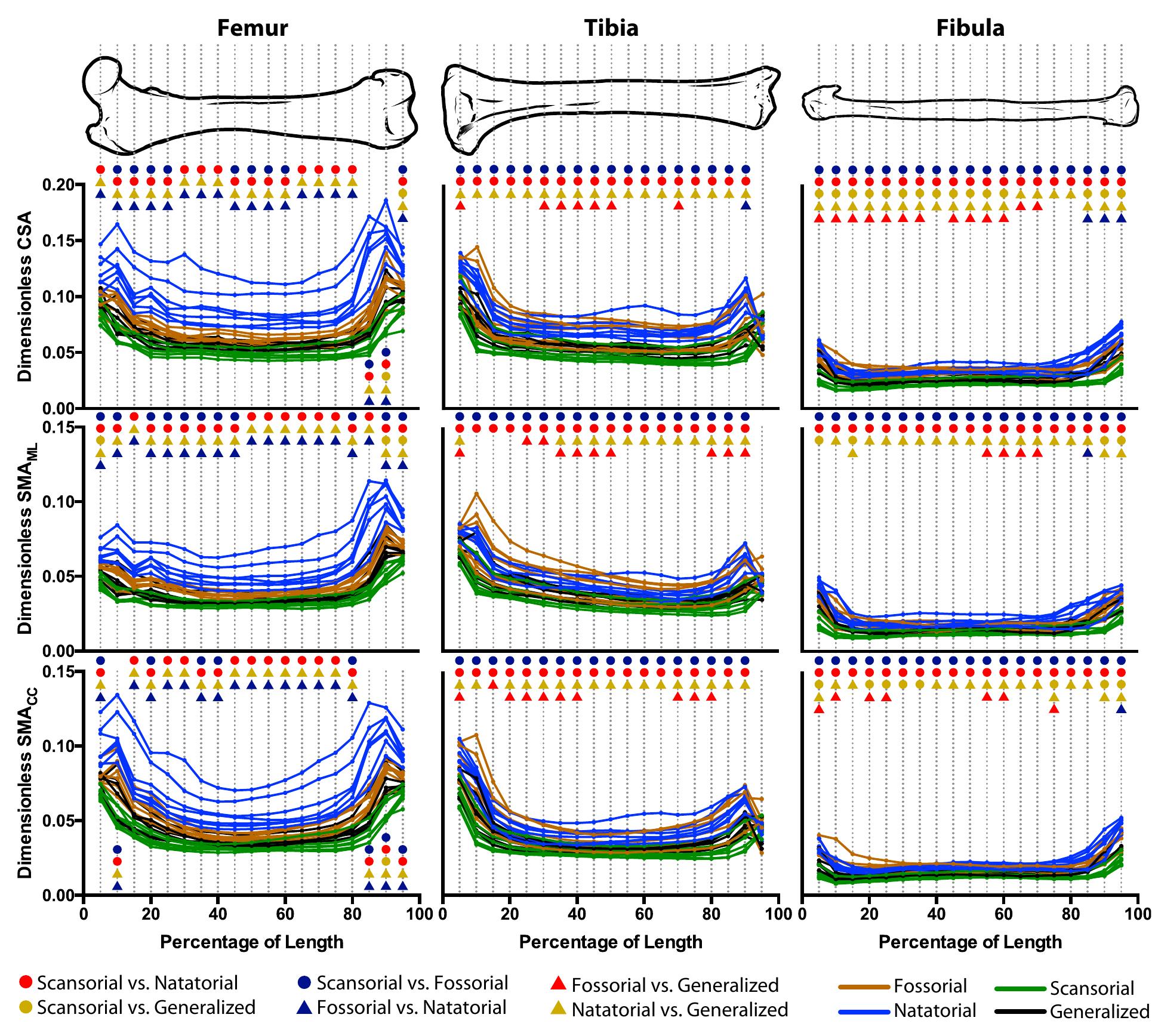 (PDF) Functional Morphology and Morphological Diversification of Hind ...