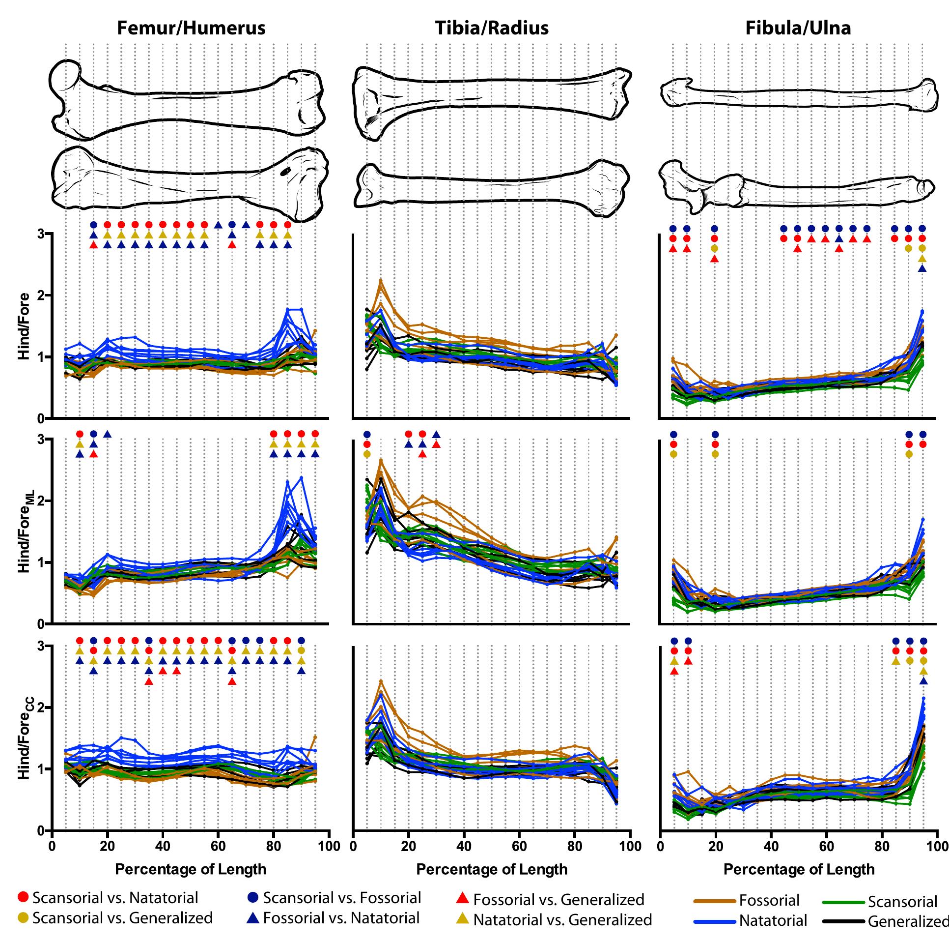 (PDF) Functional Morphology and Morphological Diversification of Hind ...