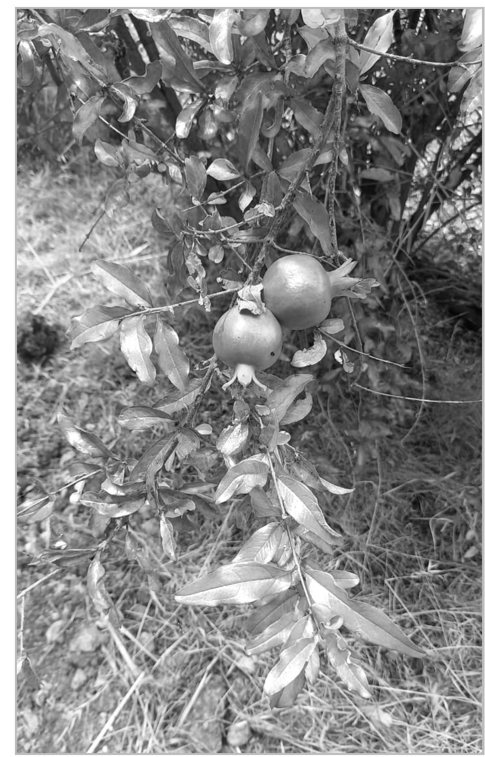 sculptures, triumphal and funerary relief, narrative 