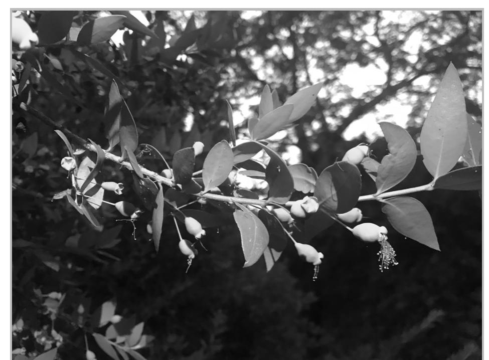 Fig. 31- Plant and fruit of myrtle berries from Maad (Lebanon) on July 12, 2021. 