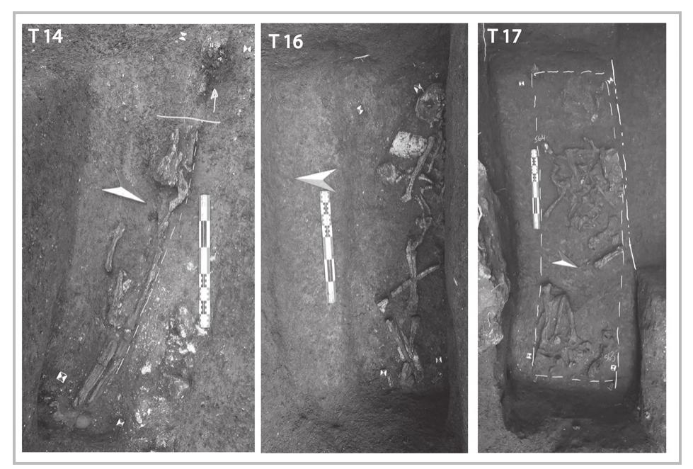 Fig. 24- Tombs 14, 16, and 17 (first century ap).  Burial 17 pit (Cxt 605) is cut from the north bya modern pit. This burial contains the remains of Individual 601 (fig. 24: T17). This individual is an adult of indeterminate sex aged more than 50 years at death. This individual was buried supinely; the cranium is located to the west, the feet oriented to the east. The anatomical connections are not all preserved or the reason that a lot of disarticulations happened outside the original volume of the body. These displacements and bloc movements are probably due o the collapse of a raised wooden coffin. Multiple inear delimitation is observed from the four directions north, south, east, and west). This observation, in addition to the presence of many iron nails aligned o these delimitation assume that the decomposition occurred in empty space inside a raised wooden coffin. Concerning funerary practices, a gold leaf (S.F. 564) is found in the west of the right shoulder and two glass unguentaria are deposited in the left of the left foot of the individual.  Typology: raised decayed wooden coffin.   Typology: raised decayed wooden coffin. 