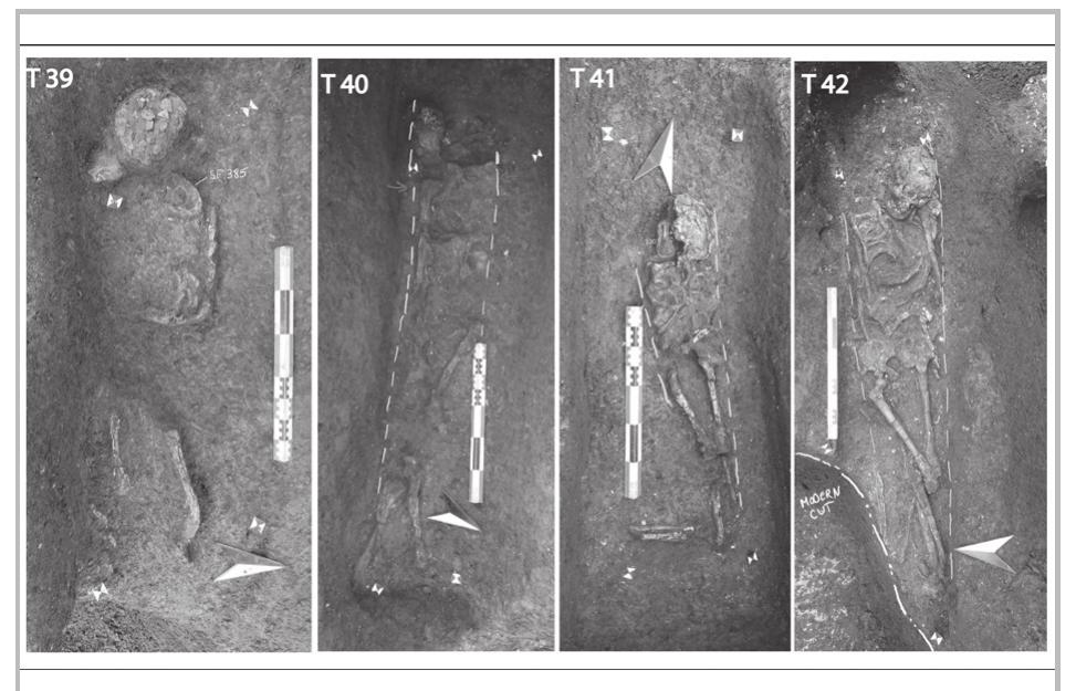 Fig. 28- Tombs 39, 40, 41, and 42 (first century ap).  Burial 40 pit (Cxt 444) is cut from the east by a modern foundation pit. This burial contains the remains of Individual 443 (fig. 28: T40). This individual is an adult of indeterminate sex, aged more than 25 years at death and was buried supinely; the cranium is located to the west, the feet oriented to the east. Several displacements occurred inside and outside the original volume of the body. These displacements and bloc movements are probably triggered by the decomposition of a raised wooden coffin. In instances, the craniofacial region has moved forward. Besides, two linear delimitations are observed one from the  