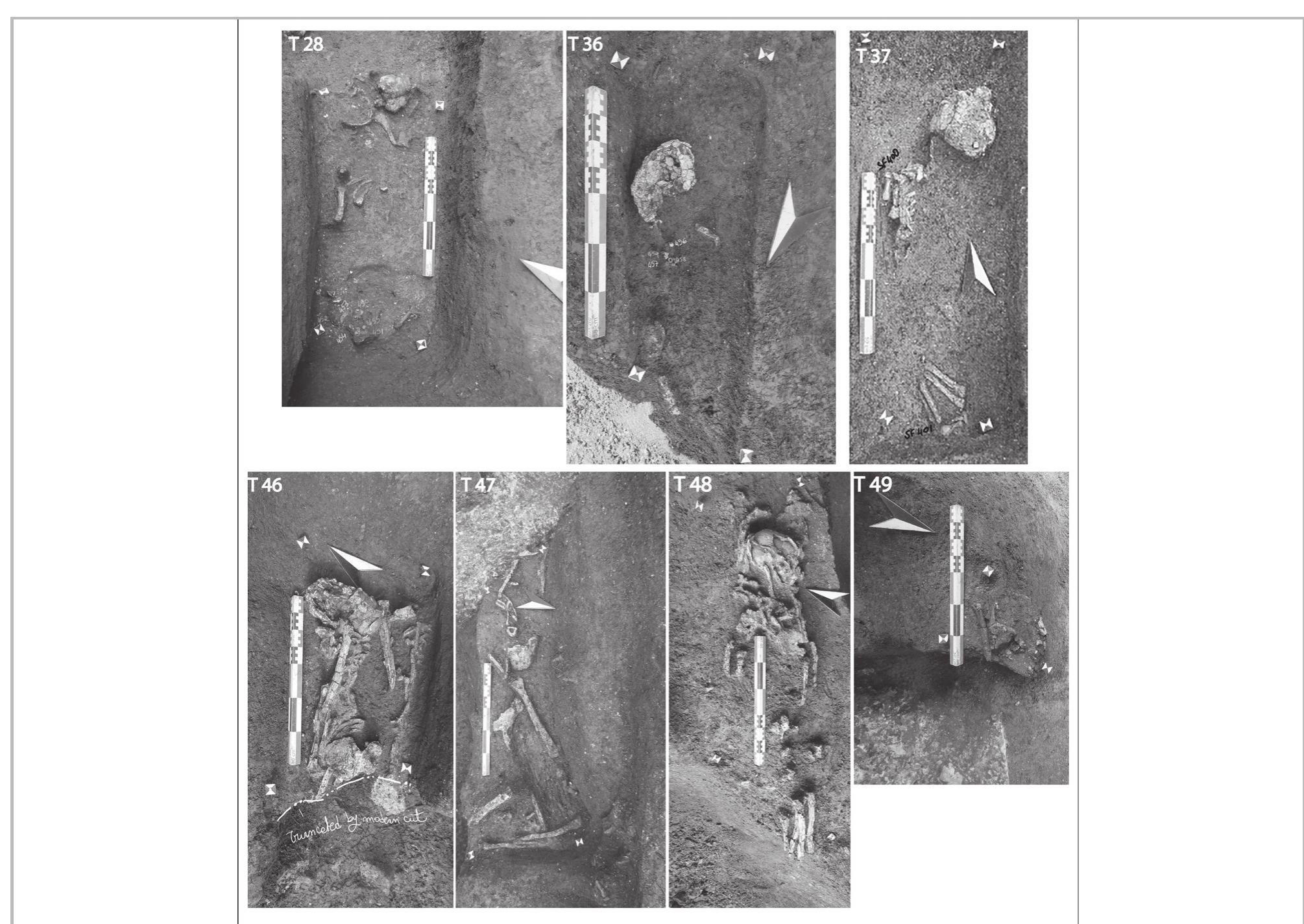 Fig. 32- Tombs 28, 36, 37, 46, 47, 48, and 49 (1st-2nd century ap).  Burial 49 pit (Cxt 532) is cut from the north, north-west and from the east by a modern foundation pit. The burial contains the remains of Individual 517 (fig. 32: T49). This individual is an adult of indeterminate sex, aged more than 20 years at death.  Burial 48 Pit (Cxt 590) is cut to the north by modern foundation pit and to the south by pit 567. This burial contains the remains of Individual 586 (fia. 32: T48). 