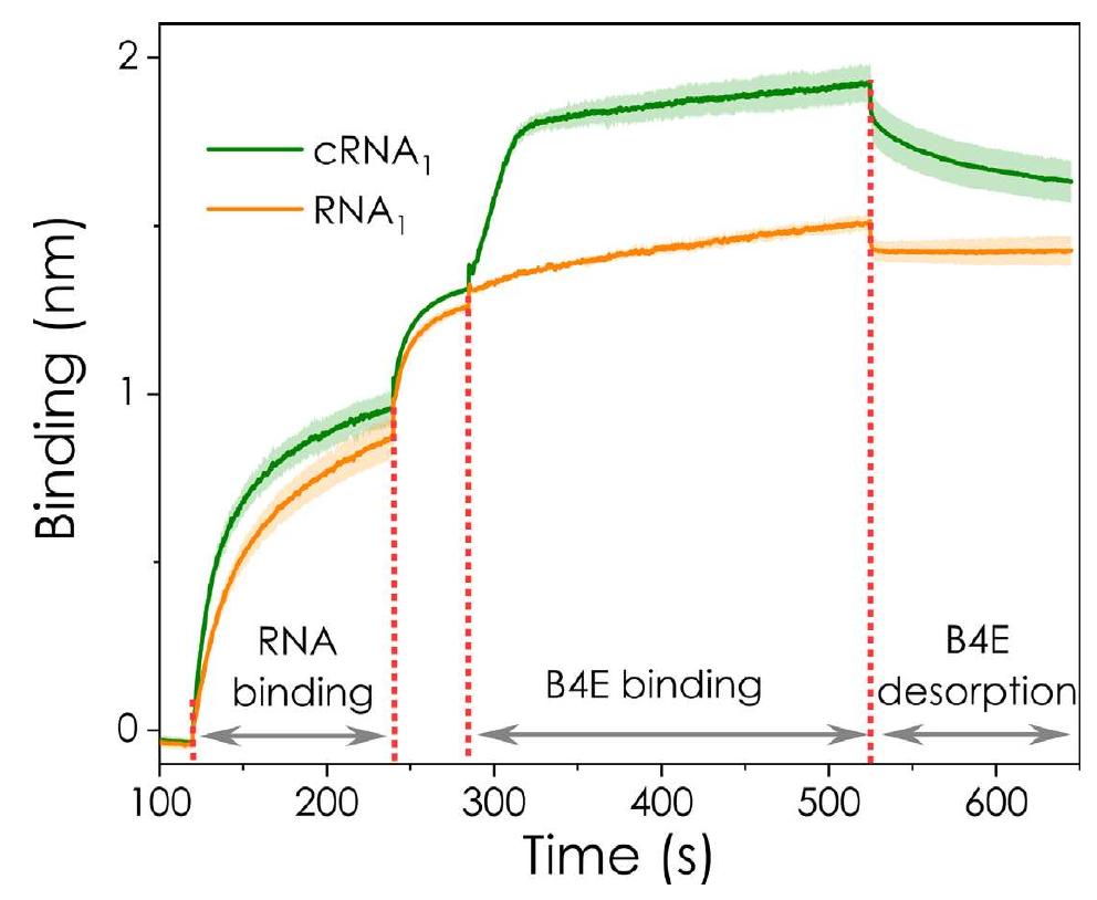 (PDF) High resolution biosensor to test the capping level and integrity ...