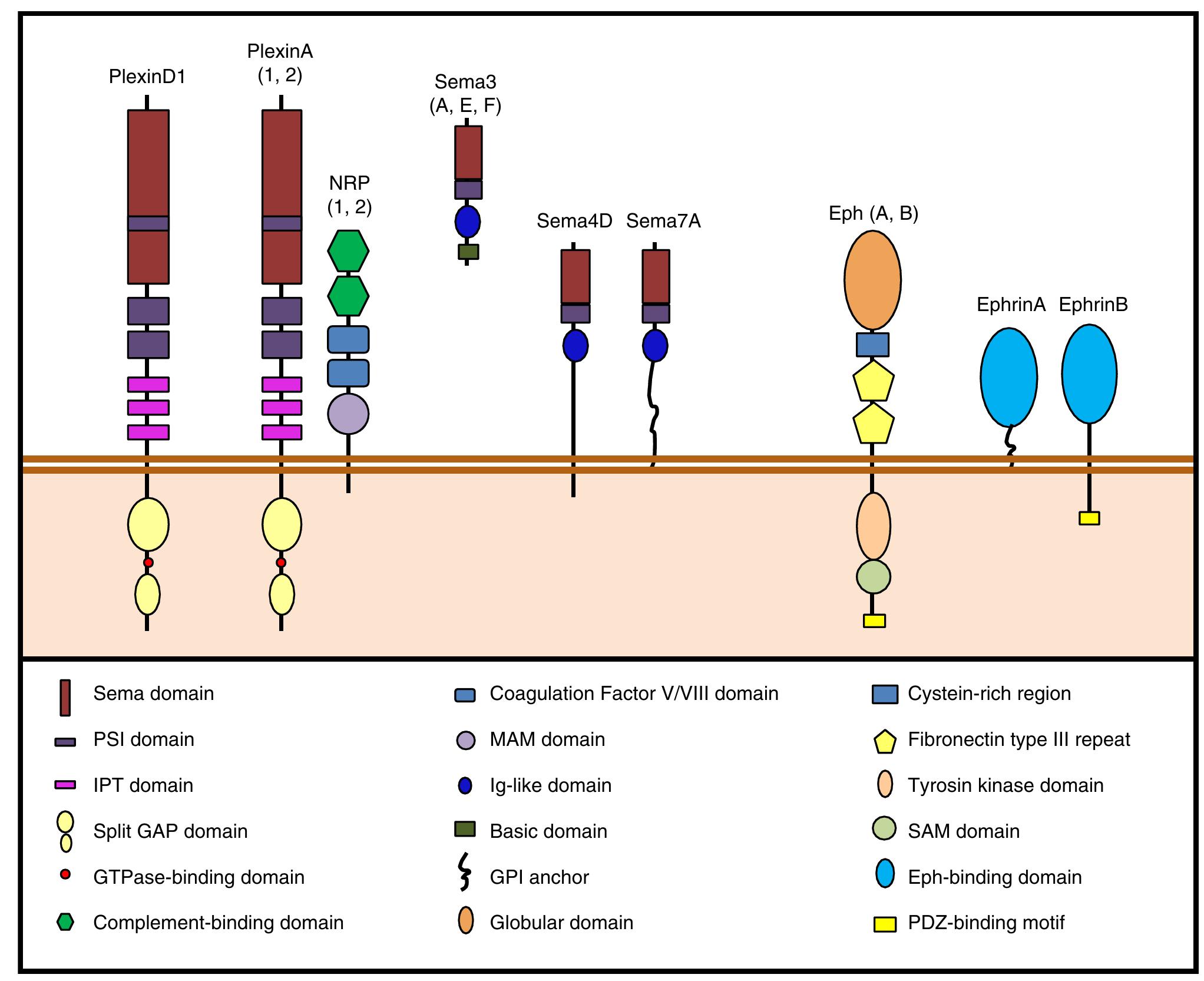 Sema Domain (PDF) Developing T‐cell migration: role of semaphorins and ephrins