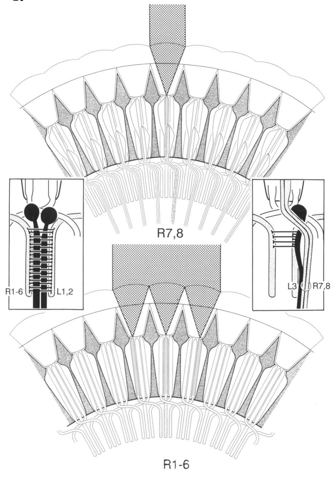 (PDF) Neuronal basis for parallel visual processing in the fly