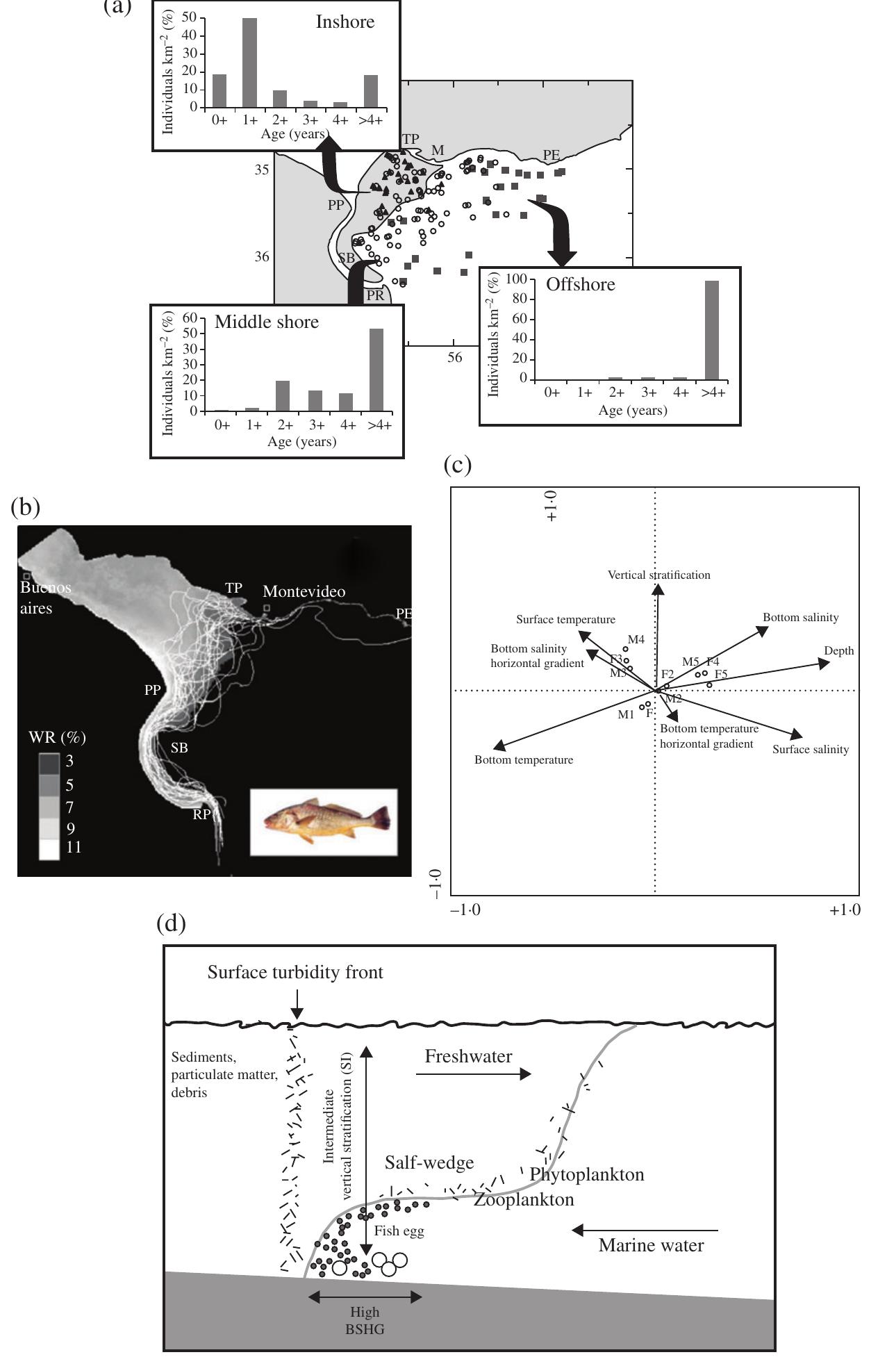 (PDF) Fish diversity in the Río de la Plata and adjacent waters: an ...