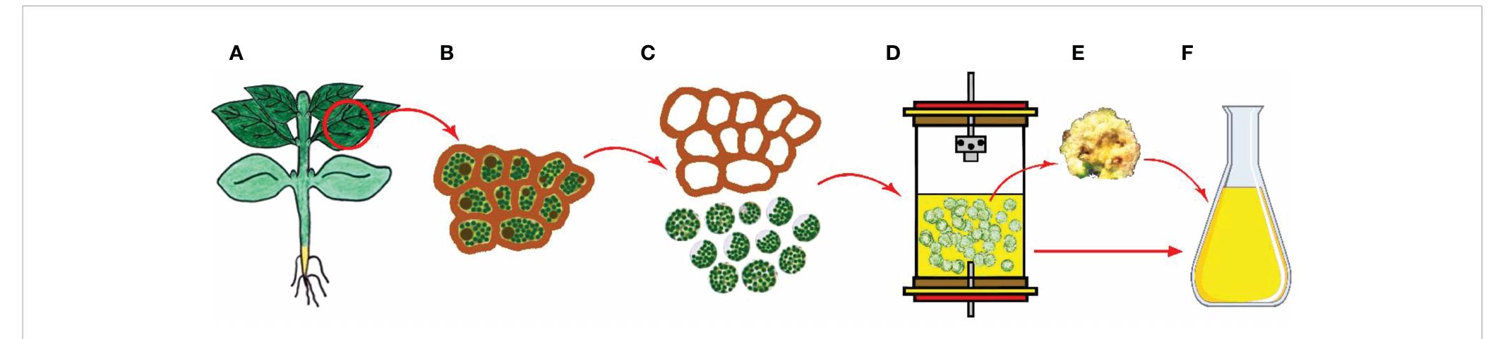 (PDF) Production of secondary metabolites using tissue culture-based ...