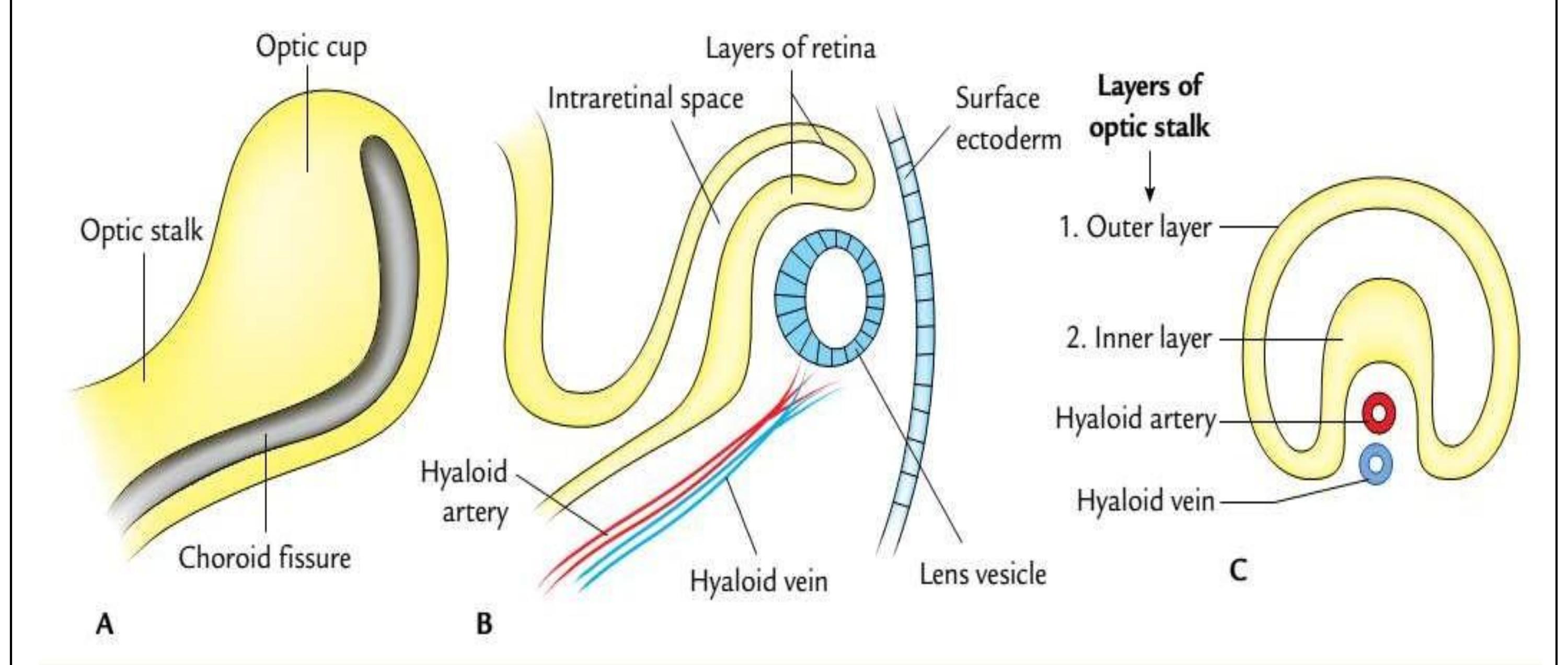 (PDF) THE ANATOMY AND DEVELOPMENT Of EYEBALL