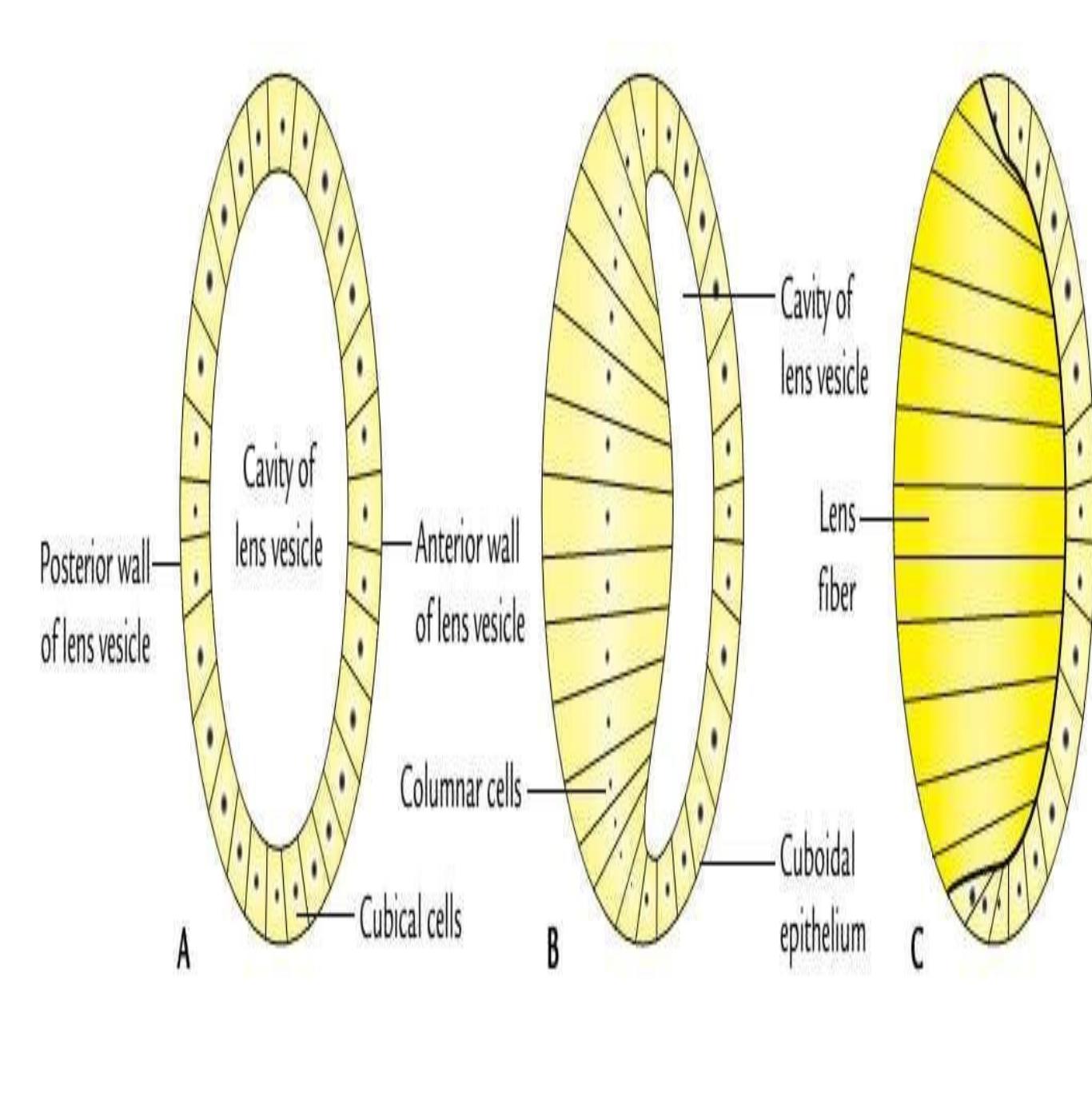 (PDF) THE ANATOMY AND DEVELOPMENT Of EYEBALL