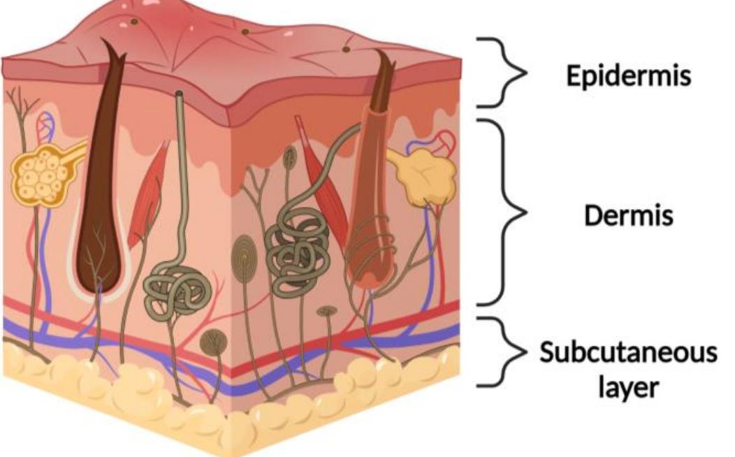(PDF) Natural and Synthetic Polymeric Biomaterials for Application in ...