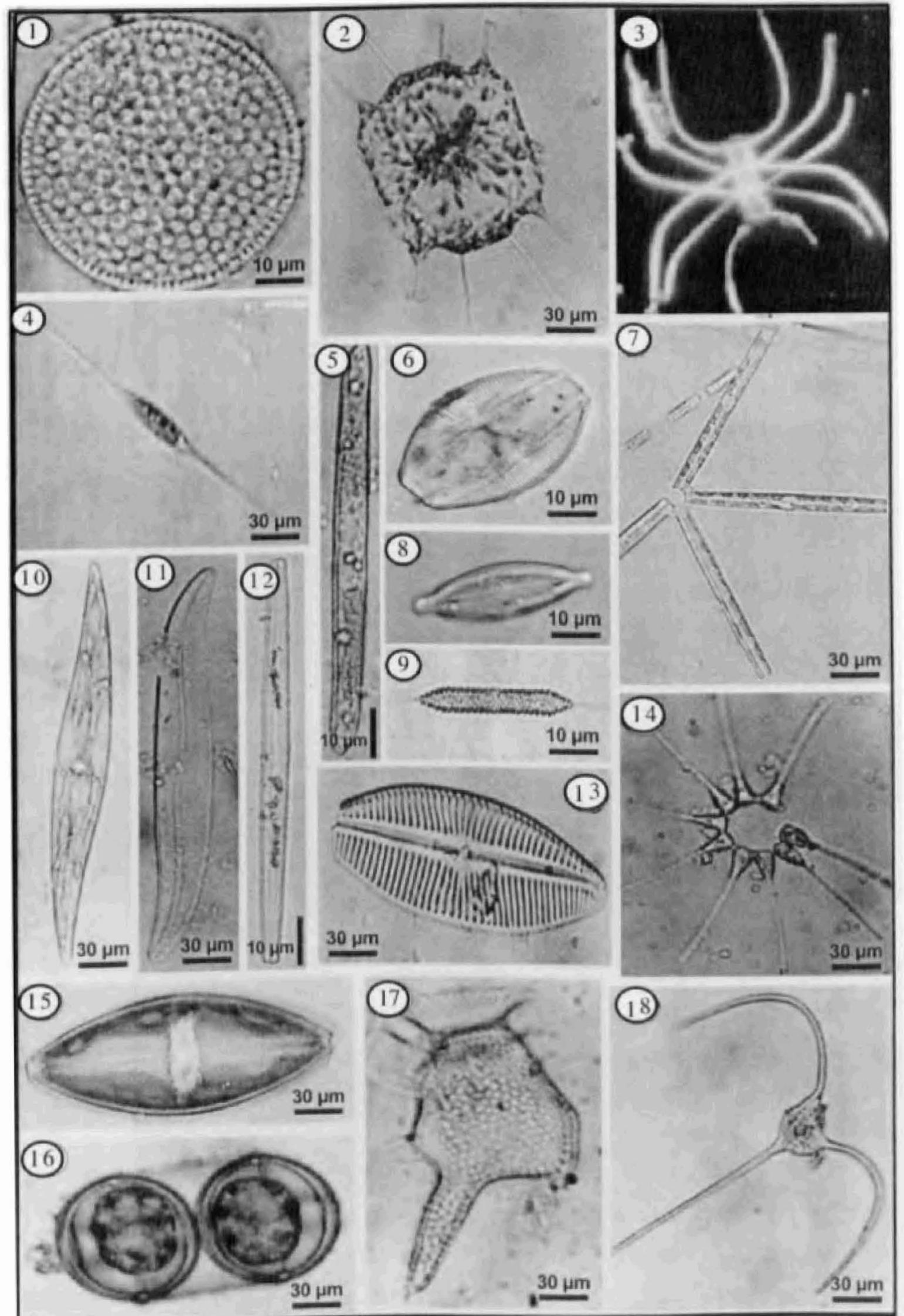 Figure 1 - from A Check List of Algae from Chilika Lake,