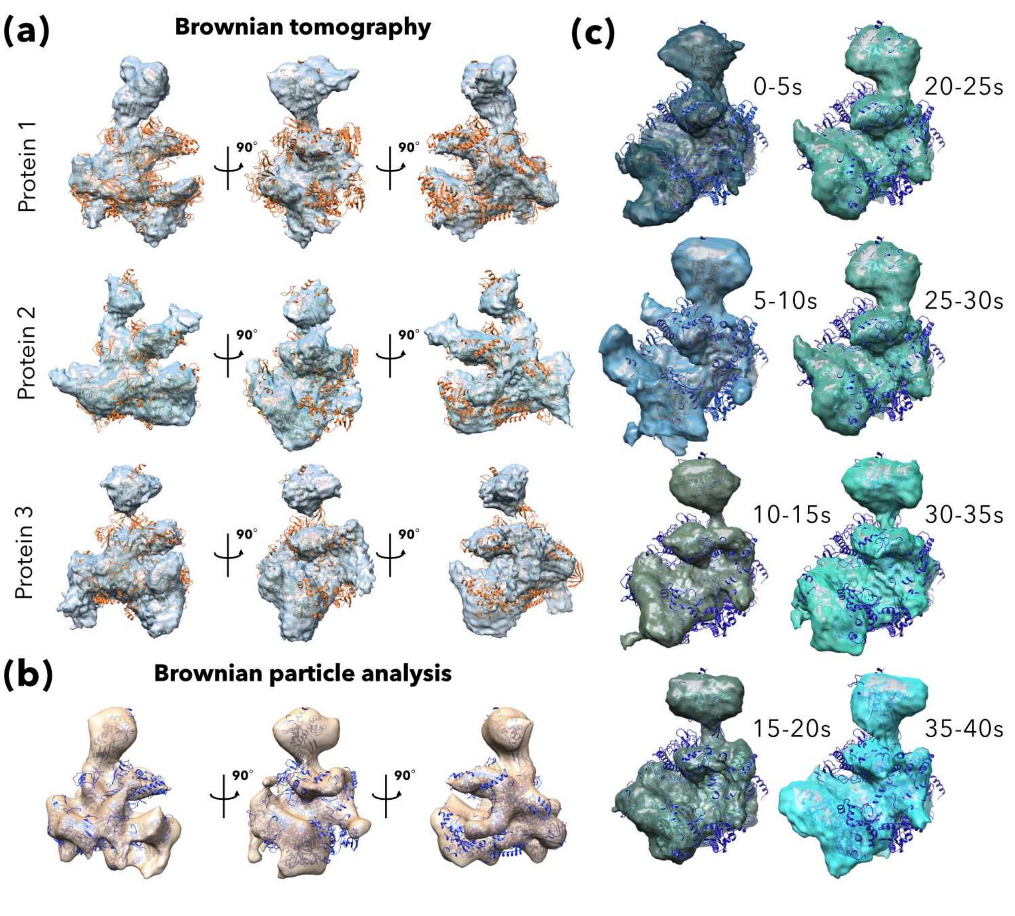Bt and bpa reconstruction of archaeal rnap. bt electro