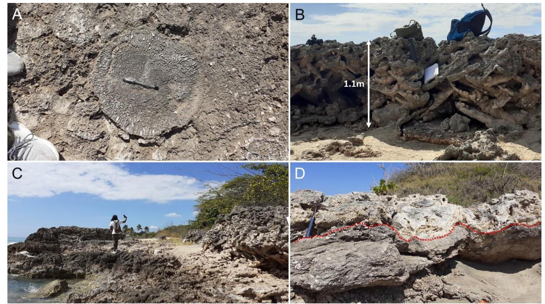 (PDF) A field guide to the Late Pleistocene coral reef deposits of ...