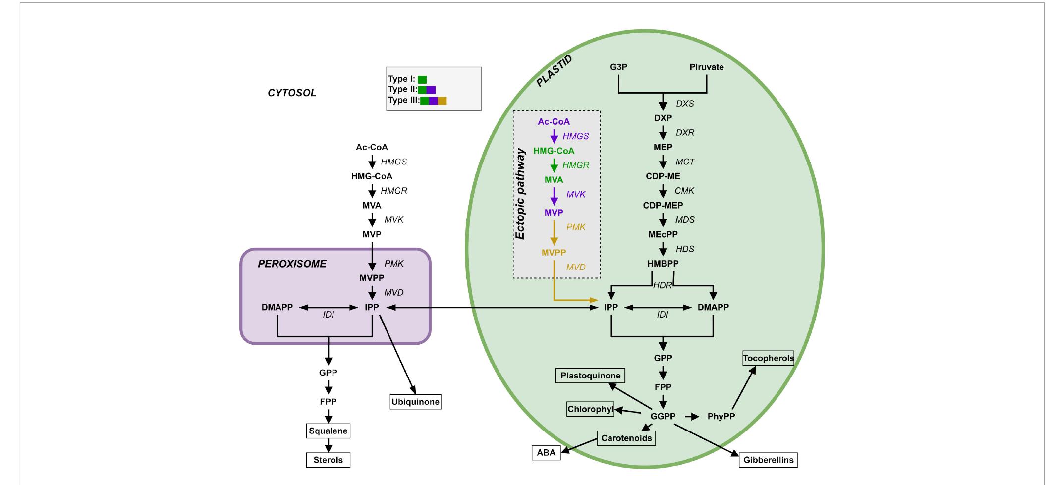 (PDF) Changing biosynthesis of terpenoid percursors in rice through ...