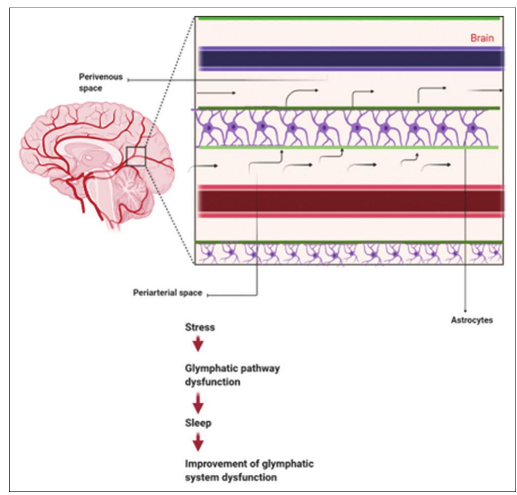 (PDF) Effects of Stress on the Brain’s Glymphatic System