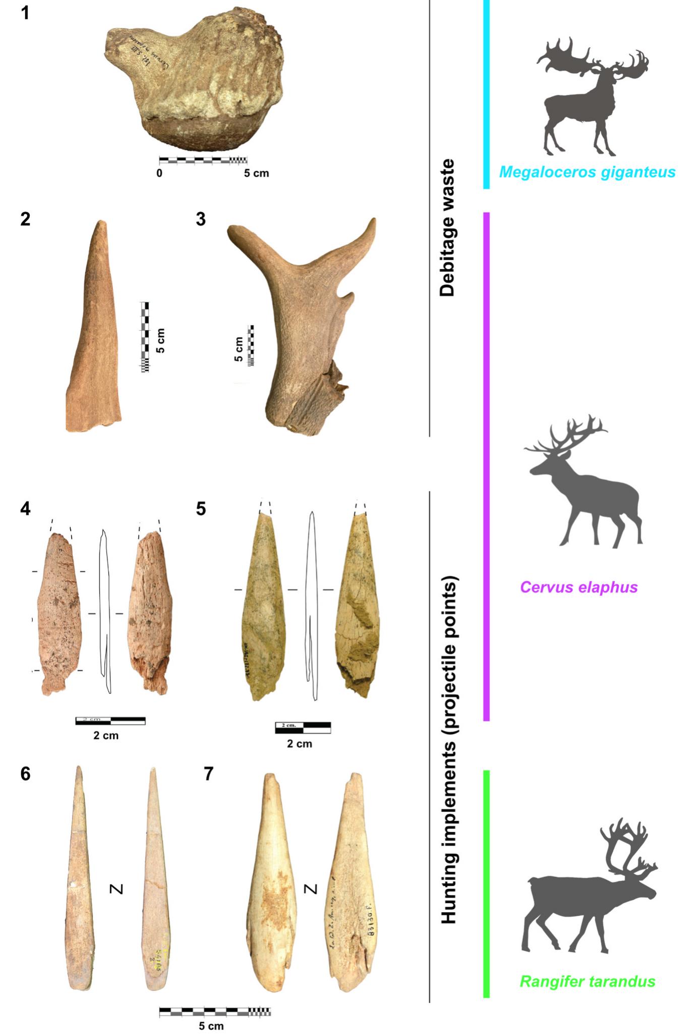 (PDF) Cervidae antlers exploited to manufacture prehistoric tools and ...