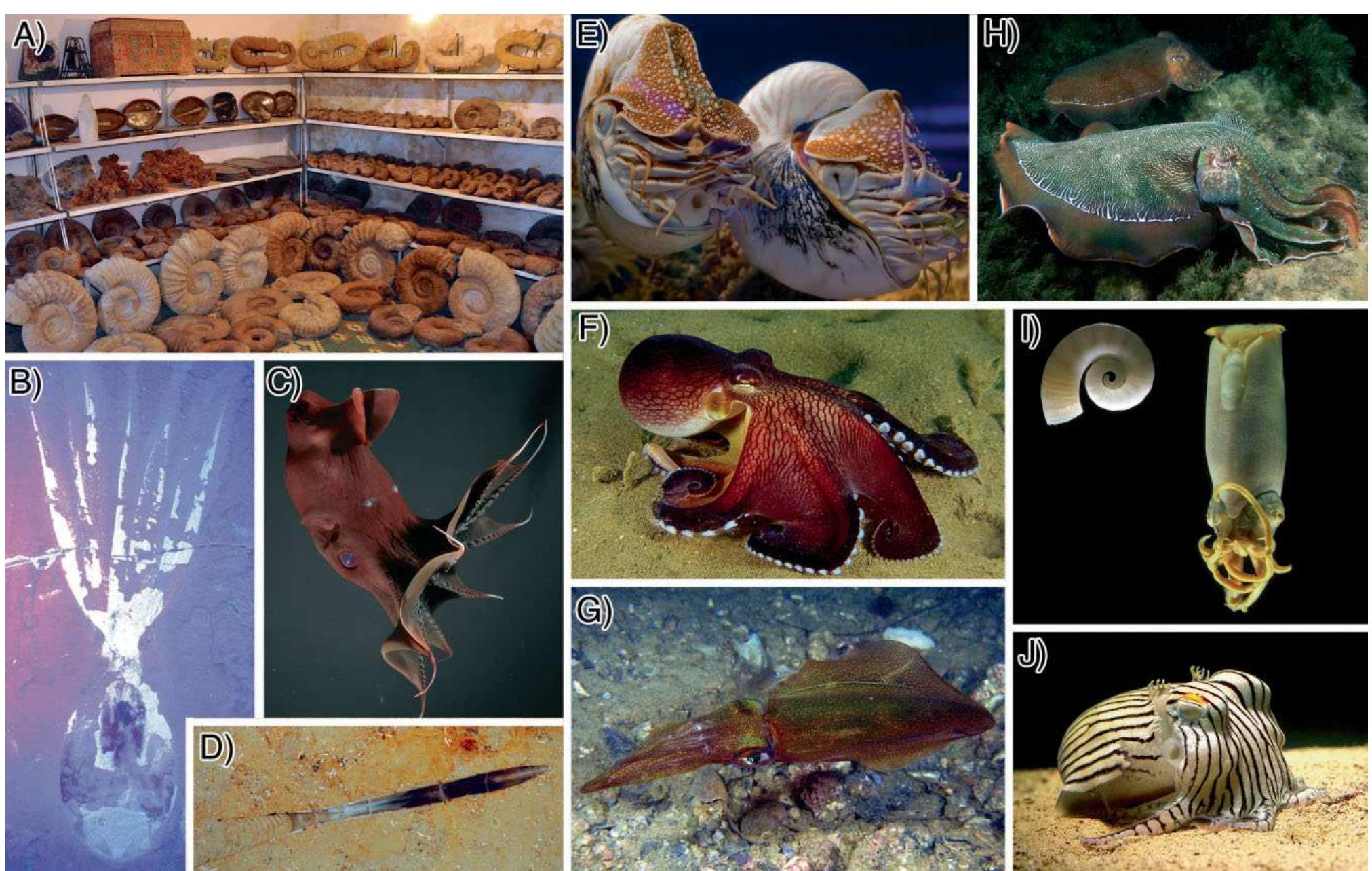Figure 2 - from Cephalopod origin and evolution: A congruent
