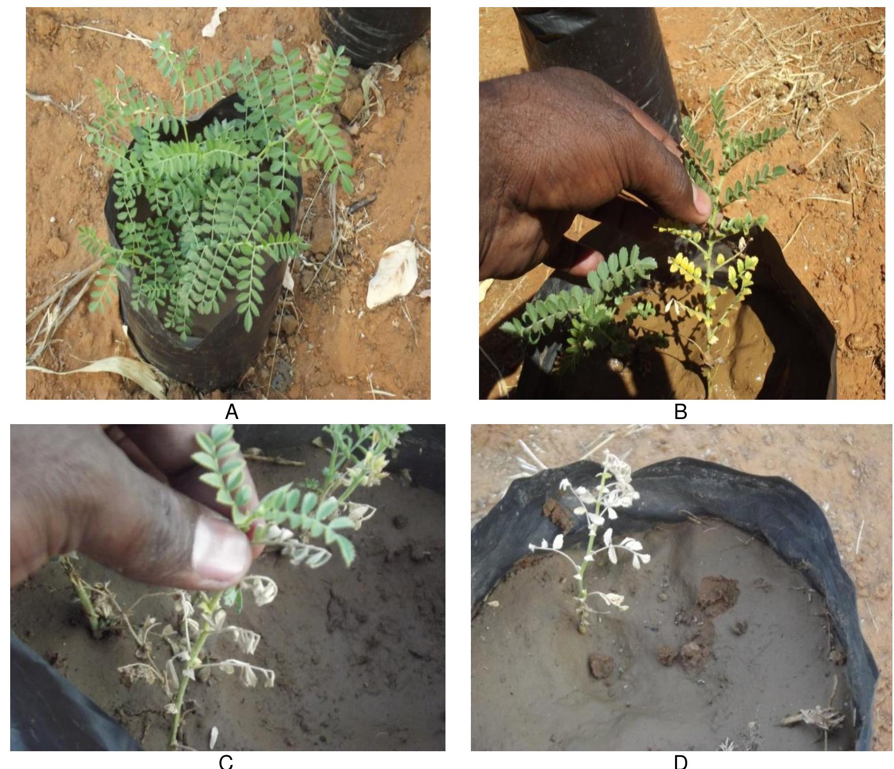 Plate 1. Healthy plant and disease development symptoms from A to [  Abdalla et al.; Asian Plant Res. J., vol. 10, no. 3, pp. 35-42, 2022; Article no.APRJ.94730 