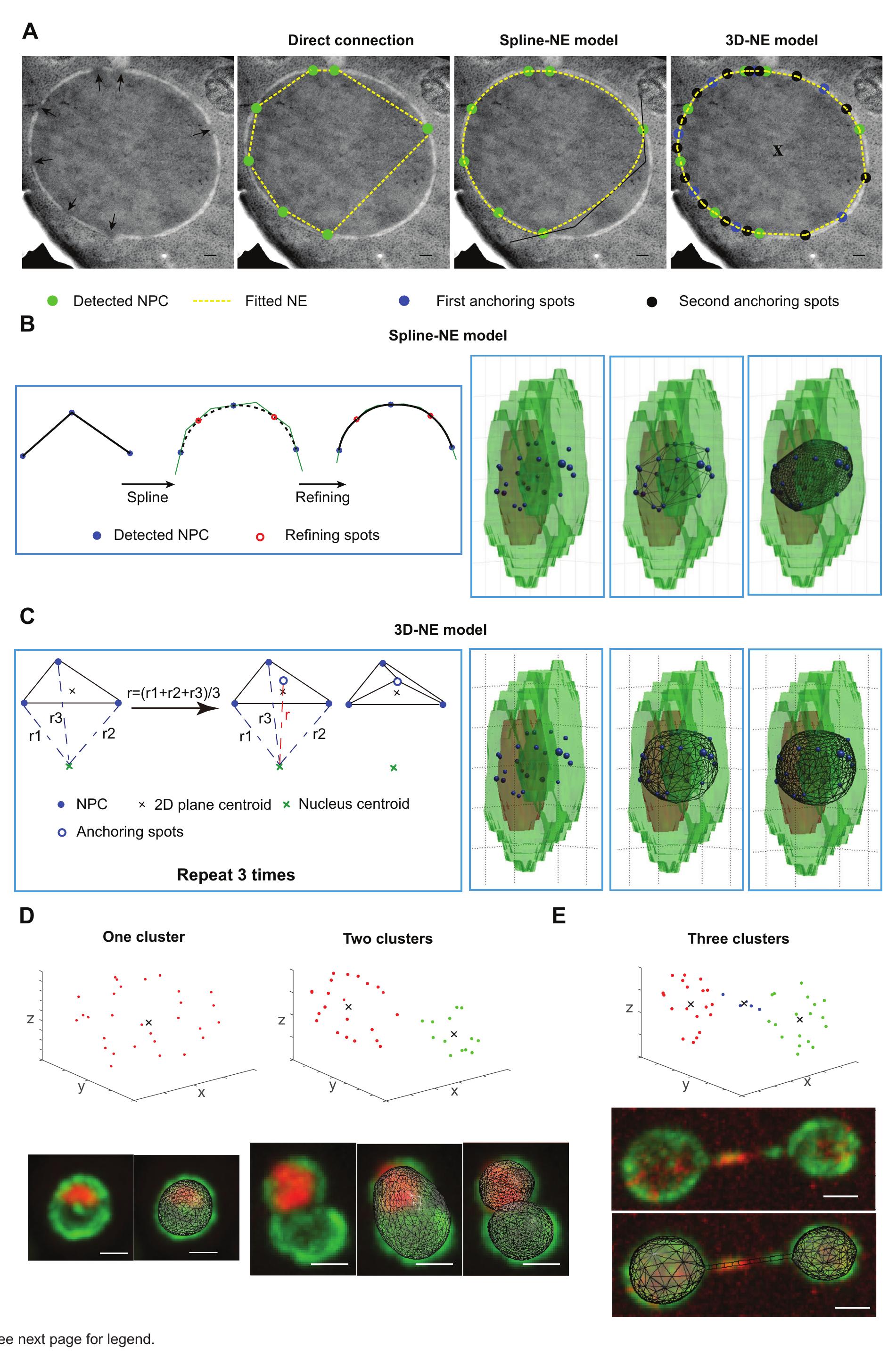 Figure 3 - High resolution microscopy reveals the nuclear