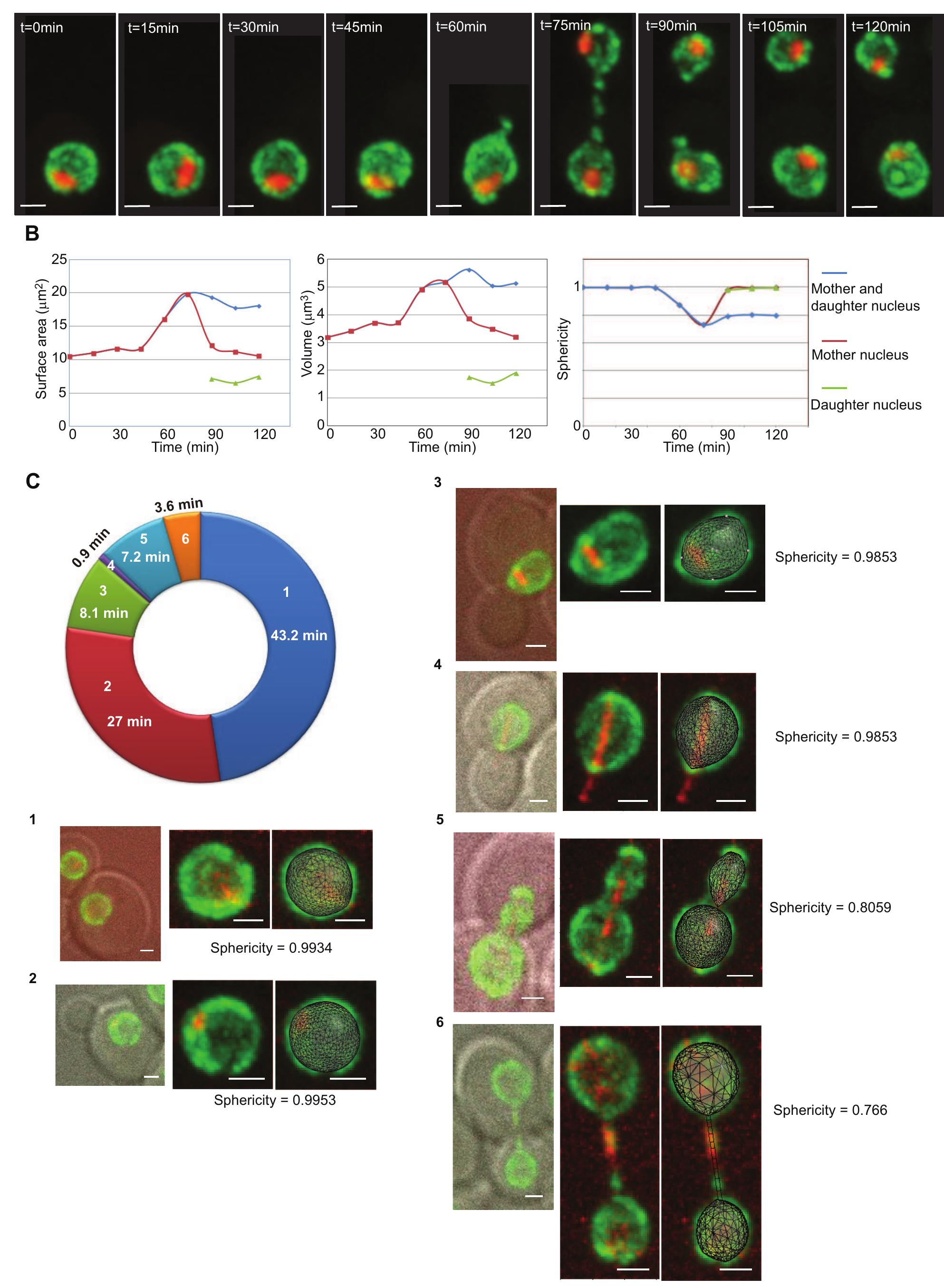 Figure 4 - from High resolution microscopy reveals the