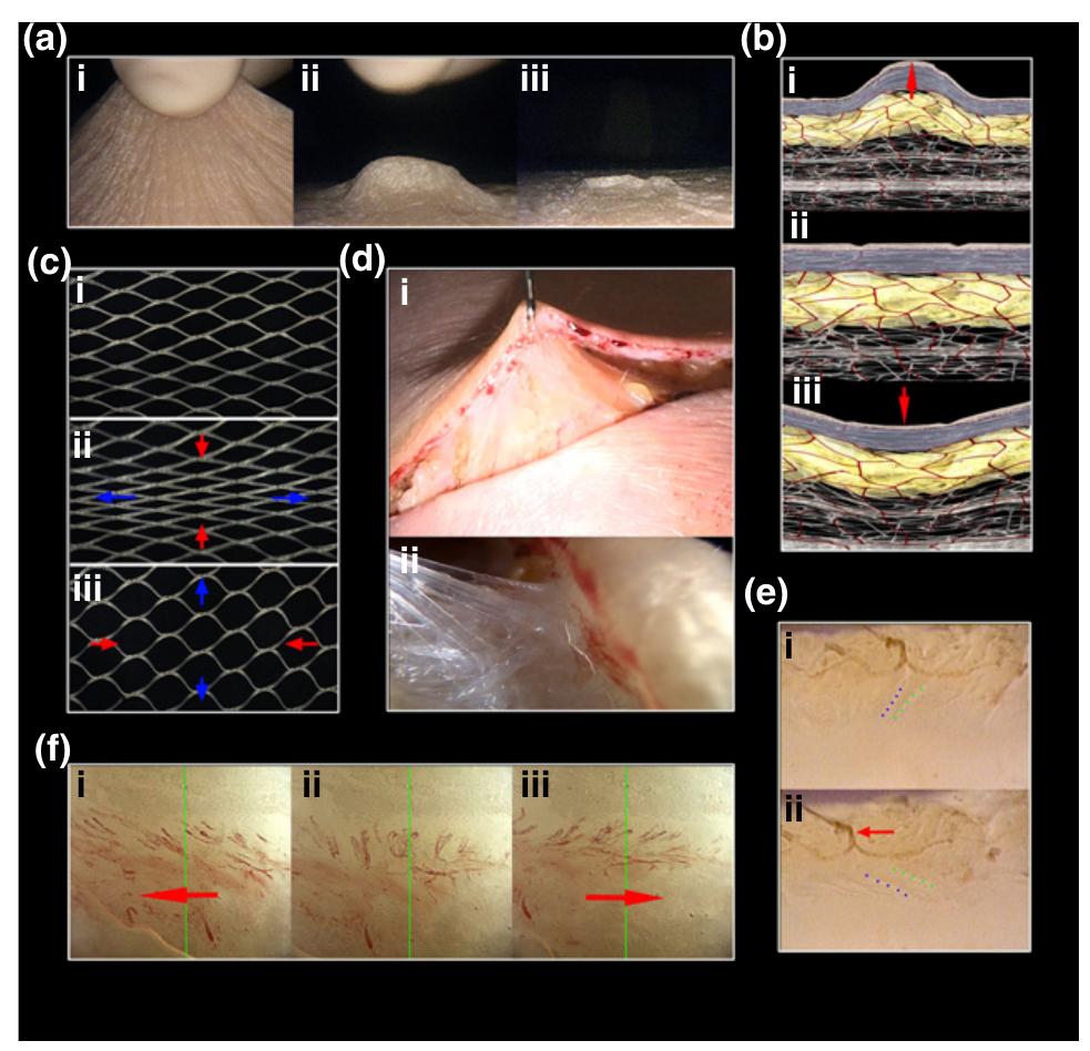 (PDF) The dynamic anatomy and patterning of skin