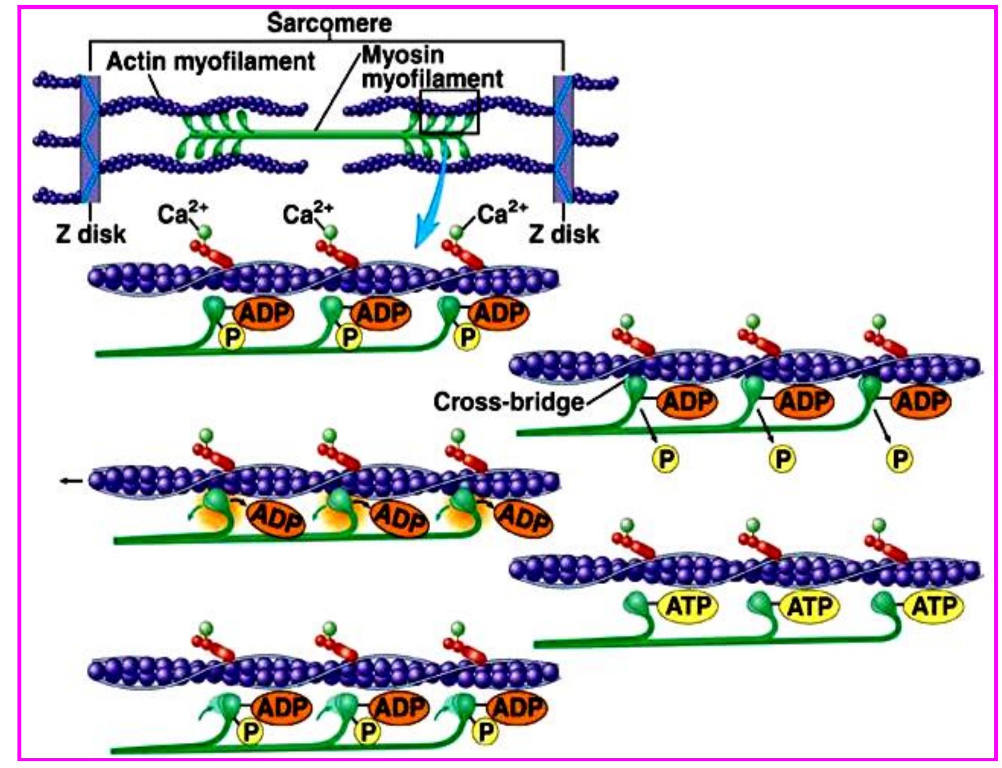 (PDF) Skeletal Muscles: Insight into Embryonic Development, Satellite ...