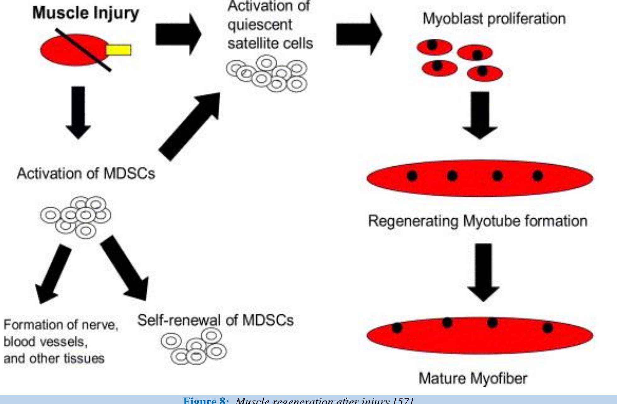 (PDF) Skeletal Muscles: Insight into Embryonic Development, Satellite ...