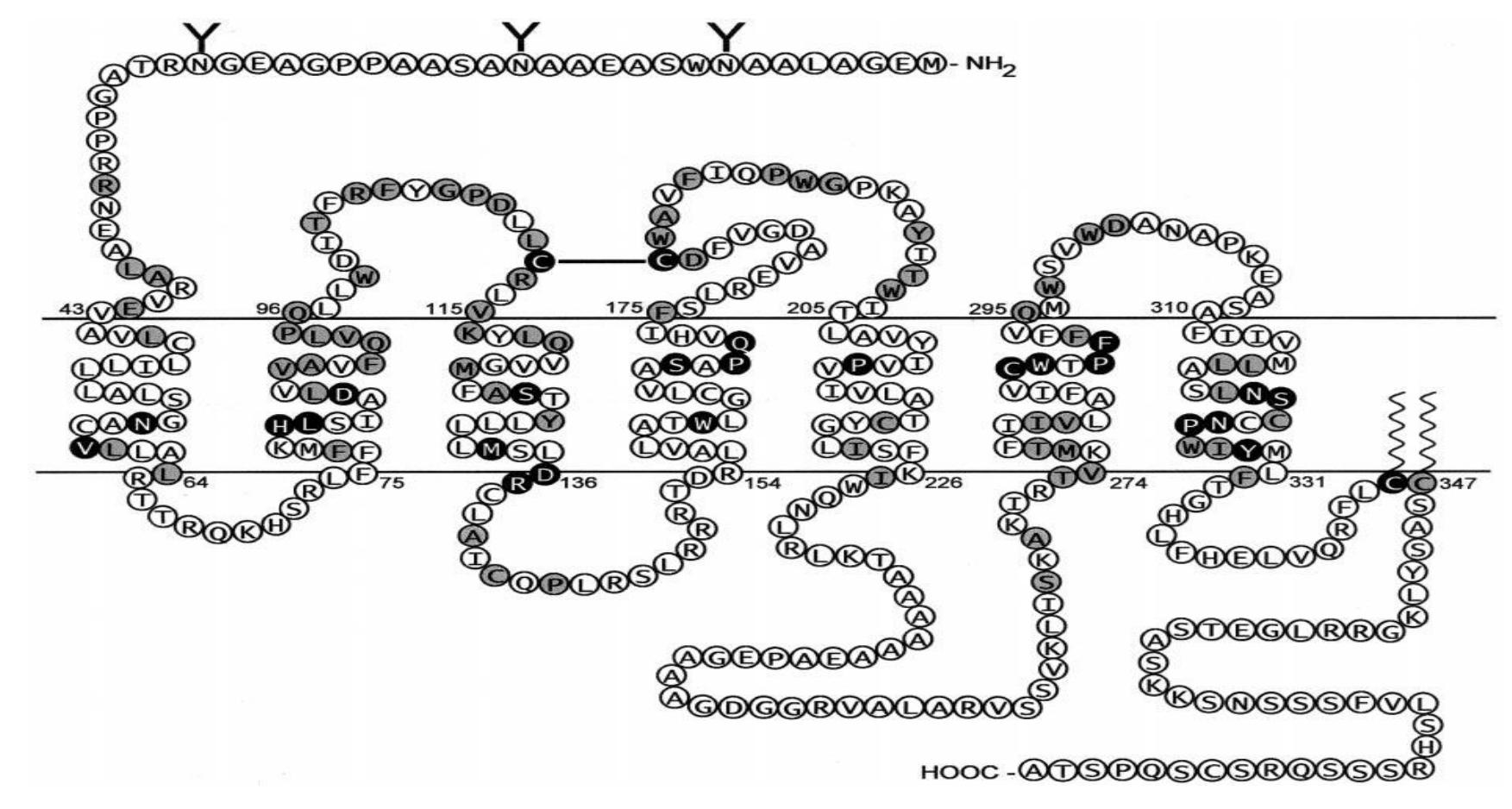 Figure 4 - from An Overview of Oxytocin: Chemical Structure,