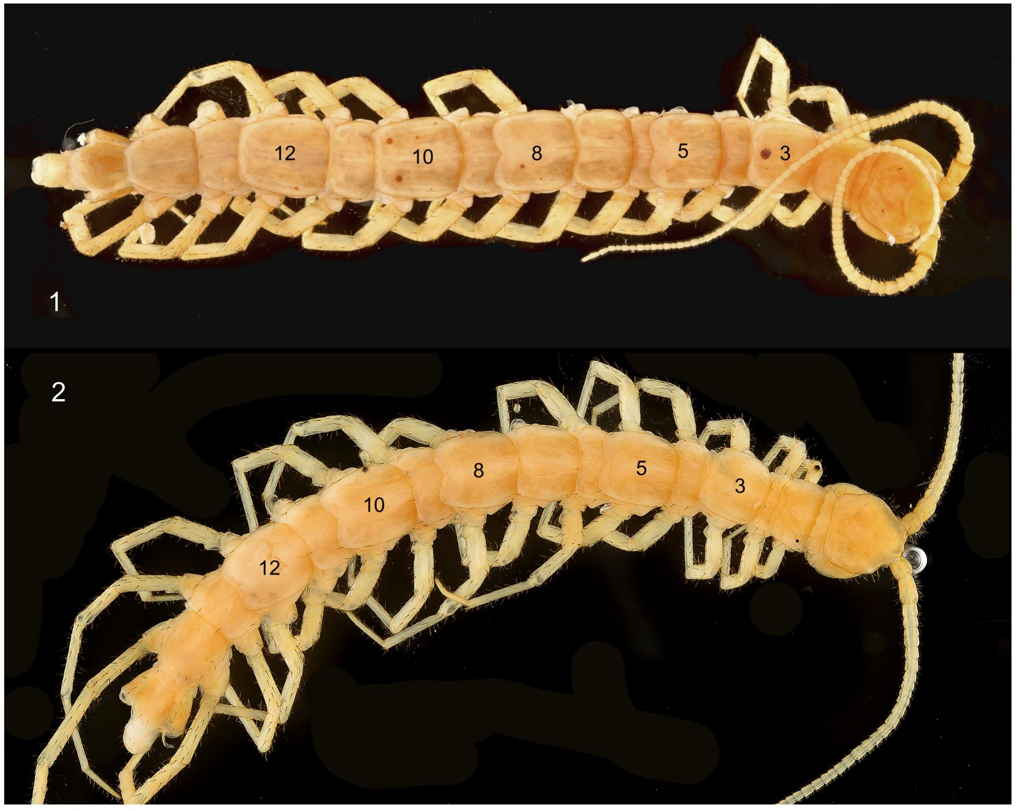 Spider Setea Figure 1 - from The centipede family Anopsobiidae new to