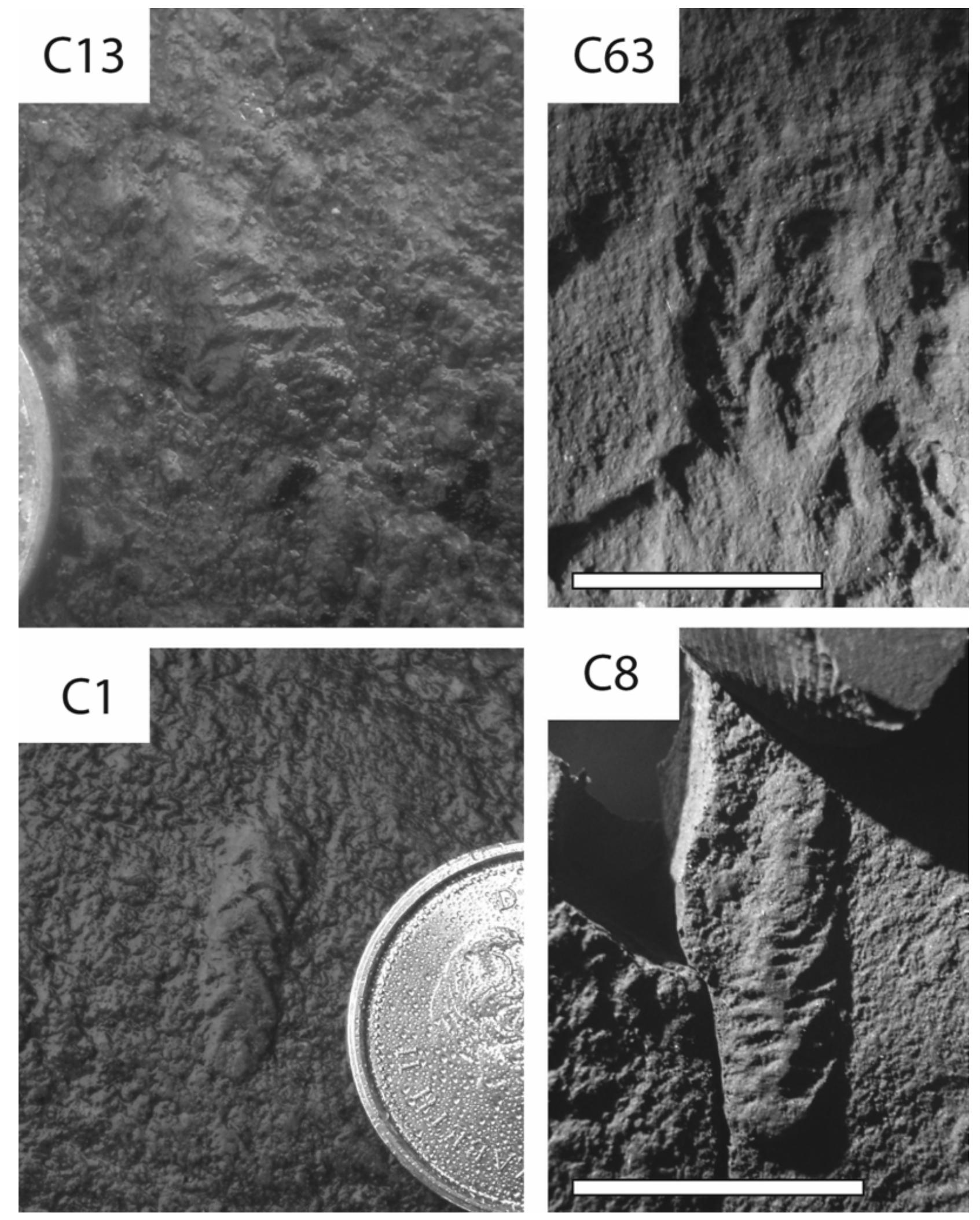 (PDF) A new assemblage of juvenile Ediacaran fronds from the Drook ...