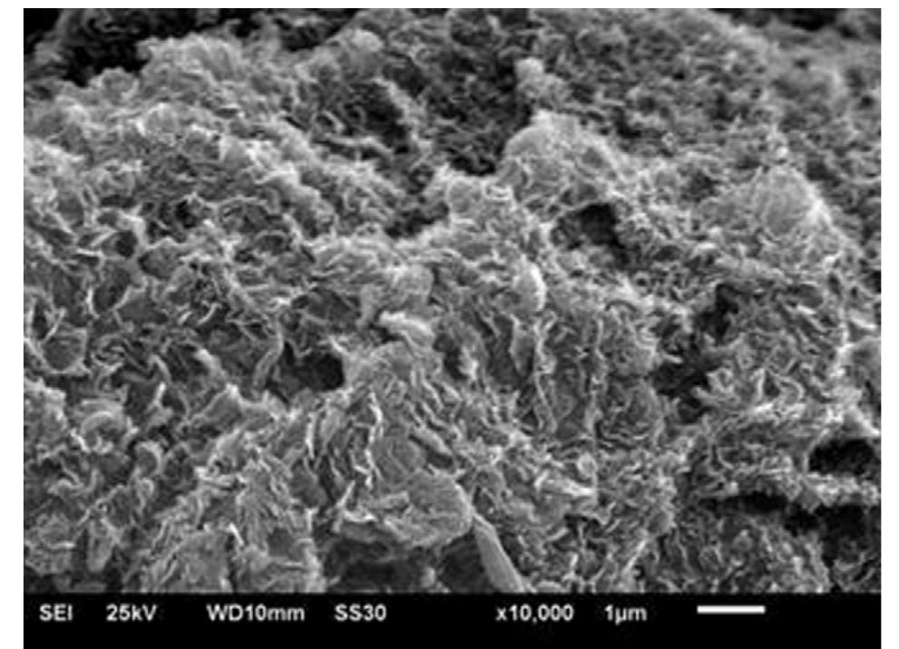Sem image of gns. the morphologies of the as-prepared gns