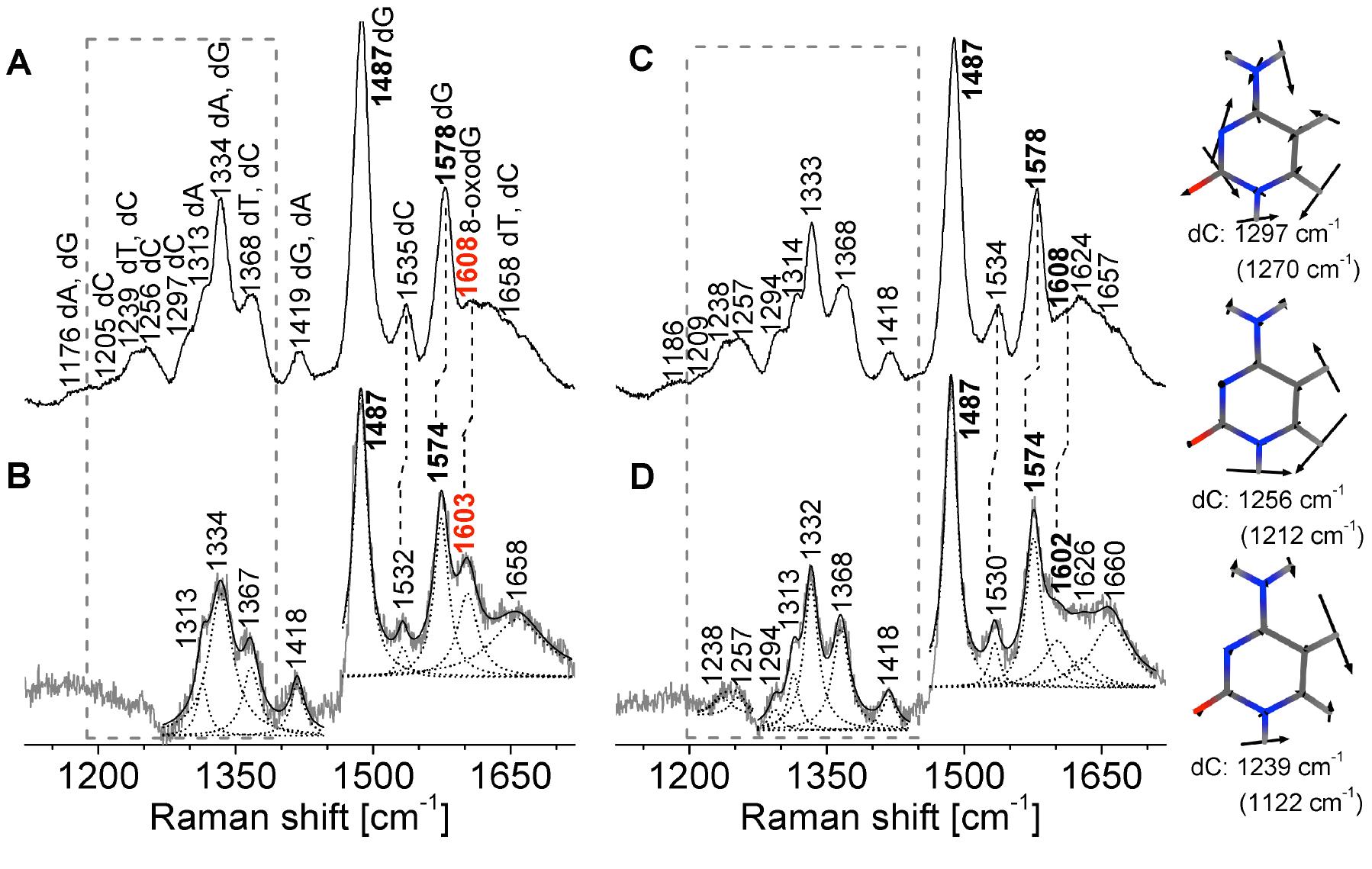 Resonance raman spectra of (a) double- stranded 8-oxodg