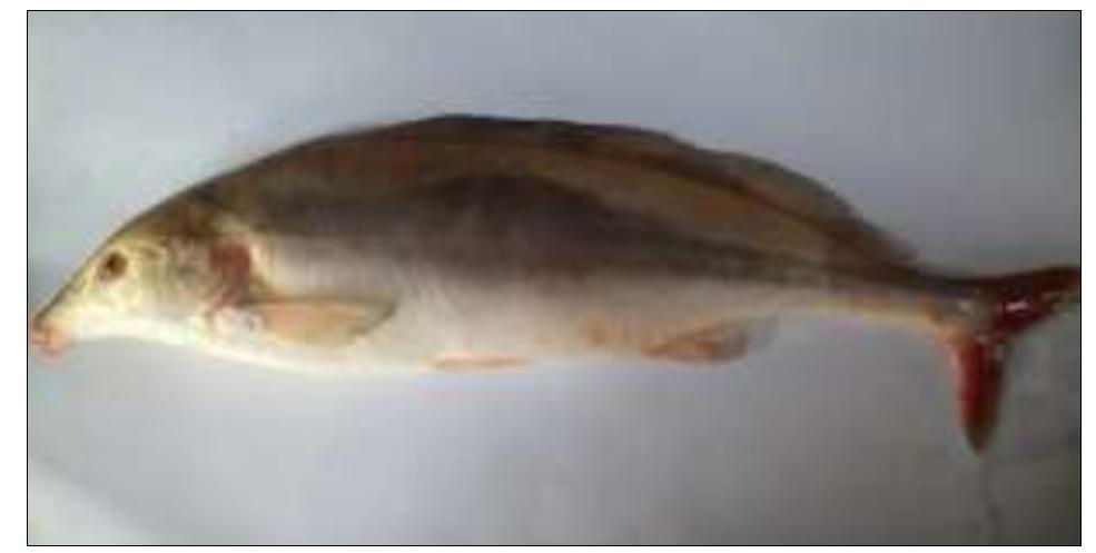 Mormyrus Rume Rume (PDF) Assessments of some morphometric parameters of Mormyrus rume ...
