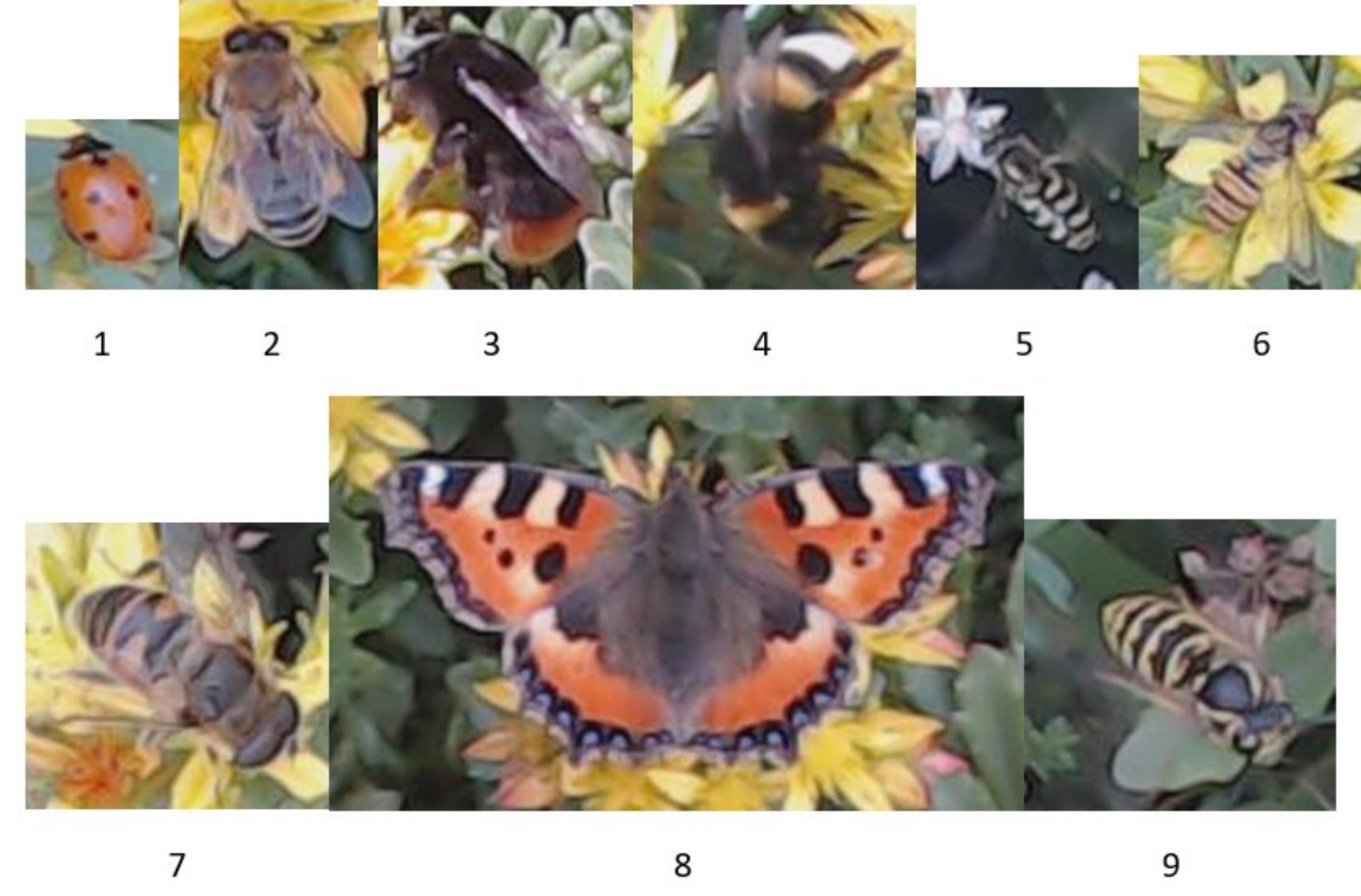 (PDF) Accurate detection and identification of insects from camera trap ...