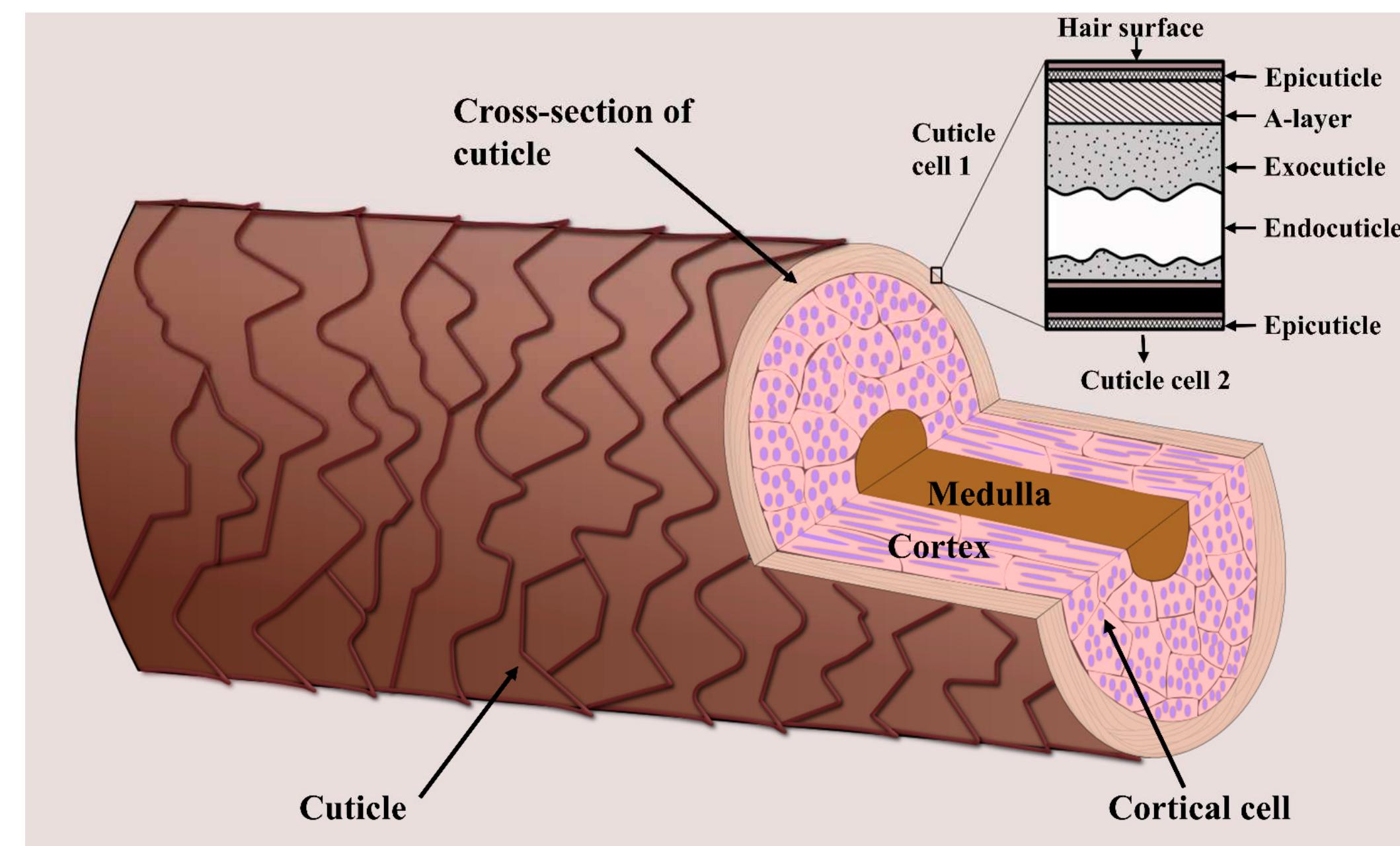 Schematic showing the three main layers of a hair strand—the