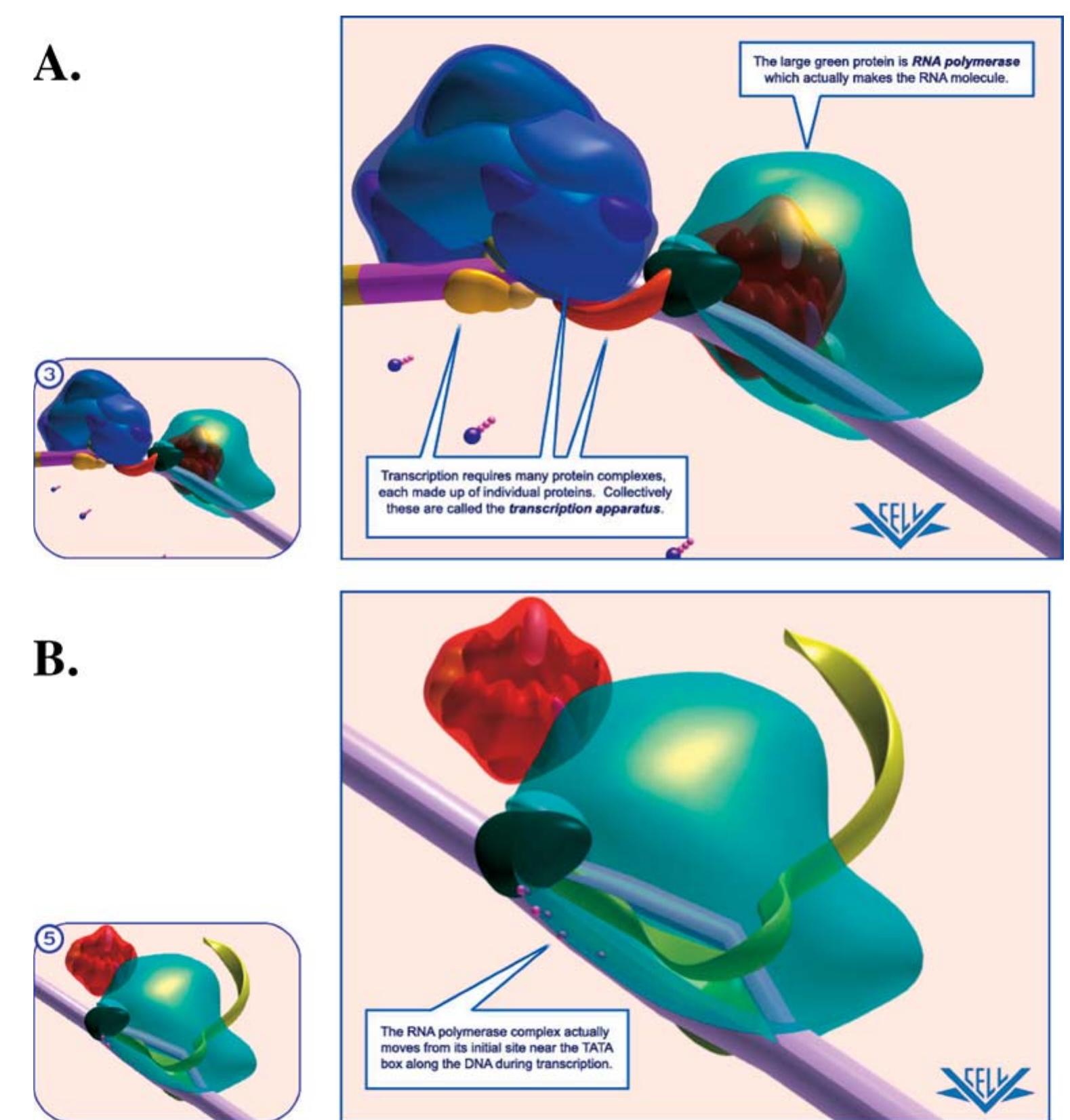 (PDF) Molecular and Cellular Biology Animations: Development and Impact ...