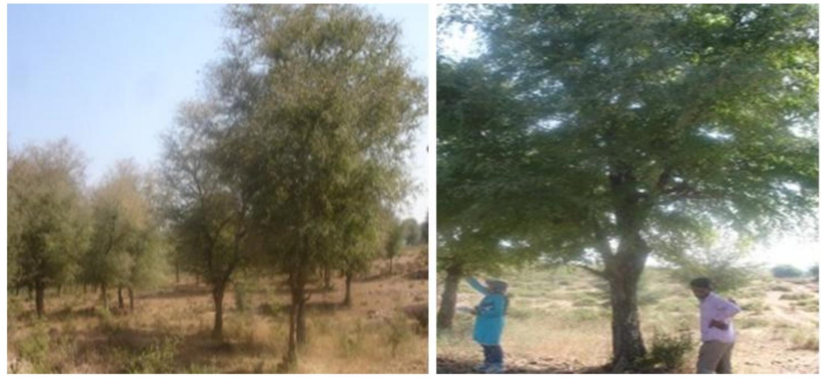 Marwar Tree (PDF) A Critical Review on Anogeissus Pendula: An Important Species of ...