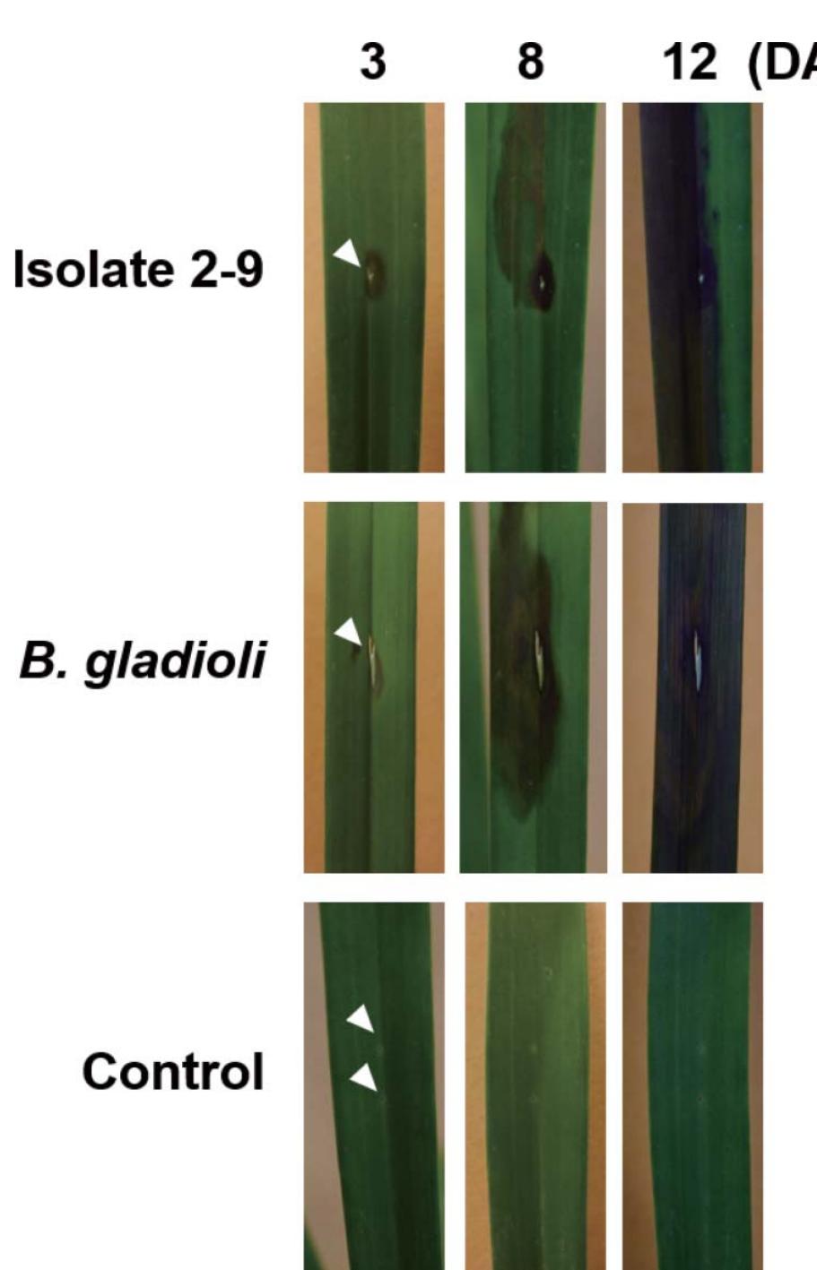 Toothpick Inoculation (PDF) Isolation and identification of Burkholderia gladioli on ...