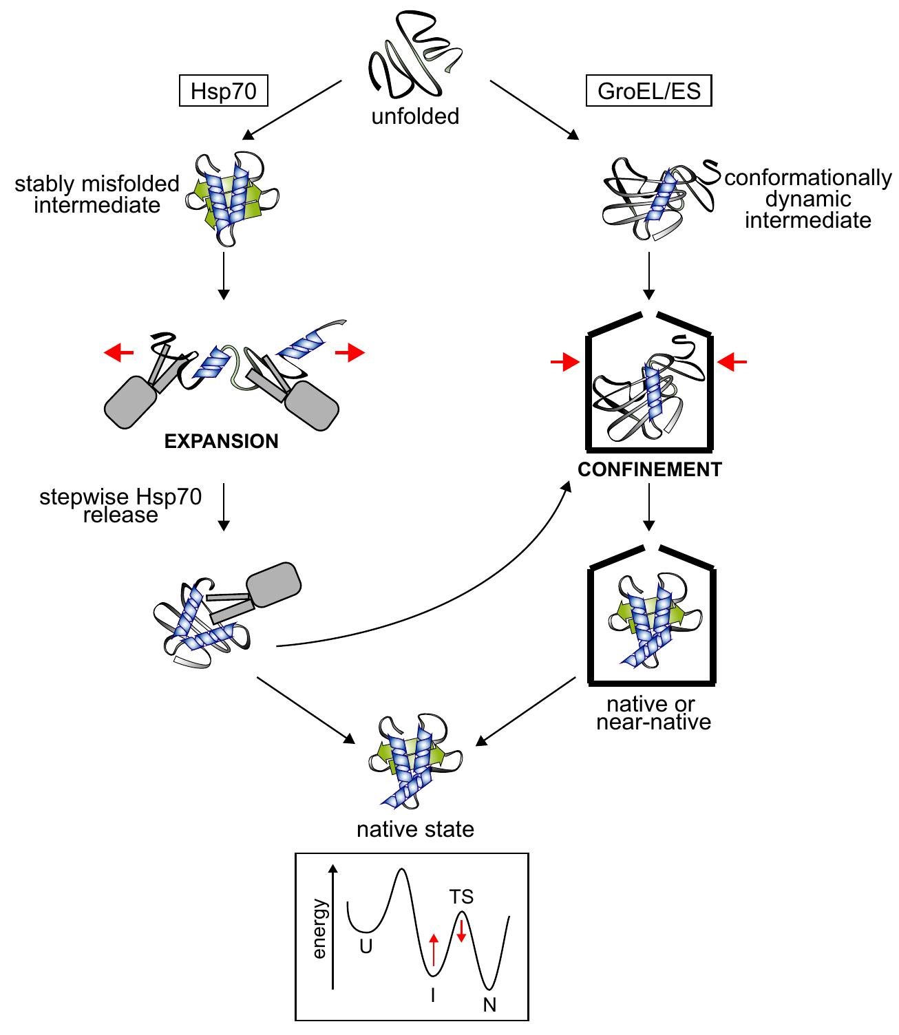 (PDF) Recent advances in understanding catalysis of protein folding by ...