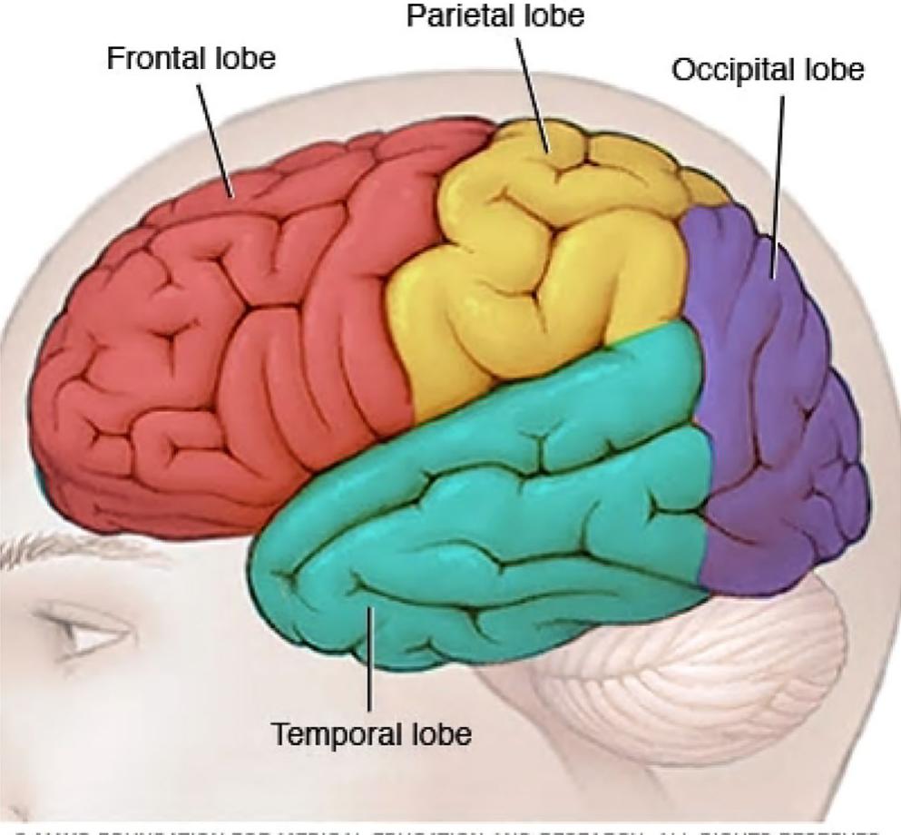 The four main regions (lobes) of the human brain (figure