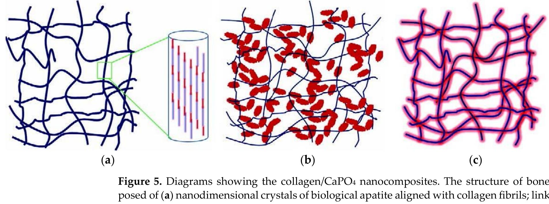 PDF) Calcium Orthophosphate (CaPO4) Containing Composites