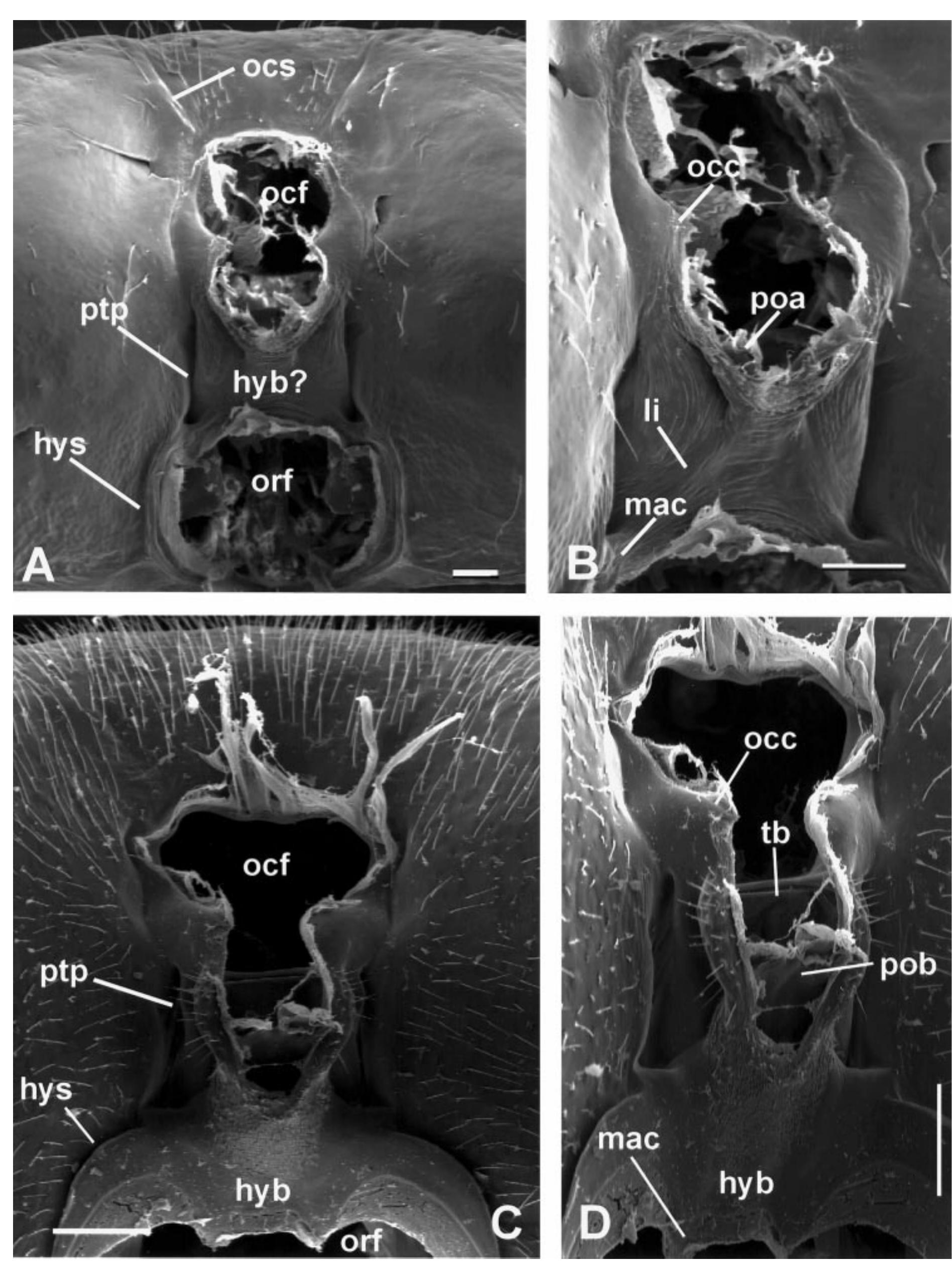 (PDF) The occipital region in the basal Hymenoptera (Insecta): a ...