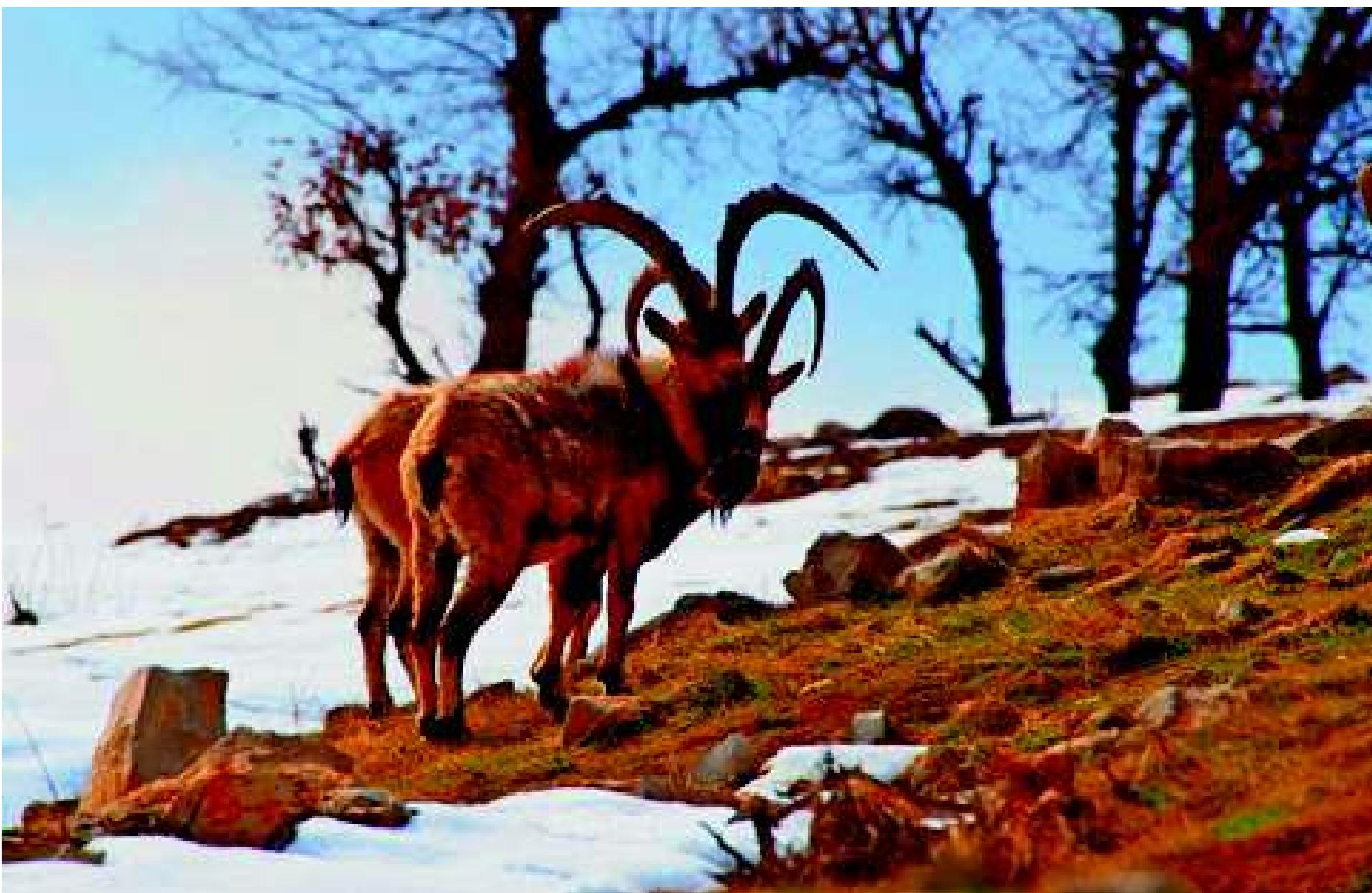 Fig. 21: Pair of wild goats near Dure, Rezan, Barzan valley, Kurdistan. Photograph: Anonymous, 10 March 2012, courtesy of Dr Ali Abbas  but  The photographs confirm the head’s forward position, the remains could equally suit a composite figure with  aman’s torso and a lion’s head, while the worn area at the  top  could even have included something such as a head-  dress, tall ears or horns. Similarly the photographs sug- gest that both of the figure’s feet may project too far back  att  he ankle, as if they were really the talons of a bird. This  is not to claim that the hunter did have a lion’s head  and  /or a head-dress and/or a bird’s feet, merely that the  evidence does not seem to exclude these possibilities.  Wh bod  ile the best illustrations of Assyrian spirits with human ies and leonine heads are much later, e.g. Neo-Assy-  rian examples with tall ears and the talons of a bird, exotic figures were already present in third-millennium Mesopo- tamia as in Fig. 20. A head that was other than human might have attracted medieval iconoclasm, explaining its relatively poor condition.   Absence of reliable detail raises a question over the nature of the hunter’s head and possible head-dress. In Layard’s engraving he has no head at all, but later photo- graphs do show an area of carving that projects above and o the right of the neck. According to Bachmann “Der ager, dessen Kopf stark abgewittert ist, scheint von links nach rechts umgehangt einen Kécher zu tragen.” Since Bachmann mentions this quiver in connection with the head and draws the area above the neck in a complicated fashion, he may be suggesting that the carving here in-  